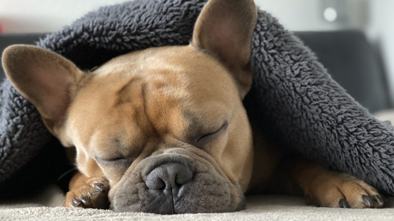 Sleeping french bulldog under the covers