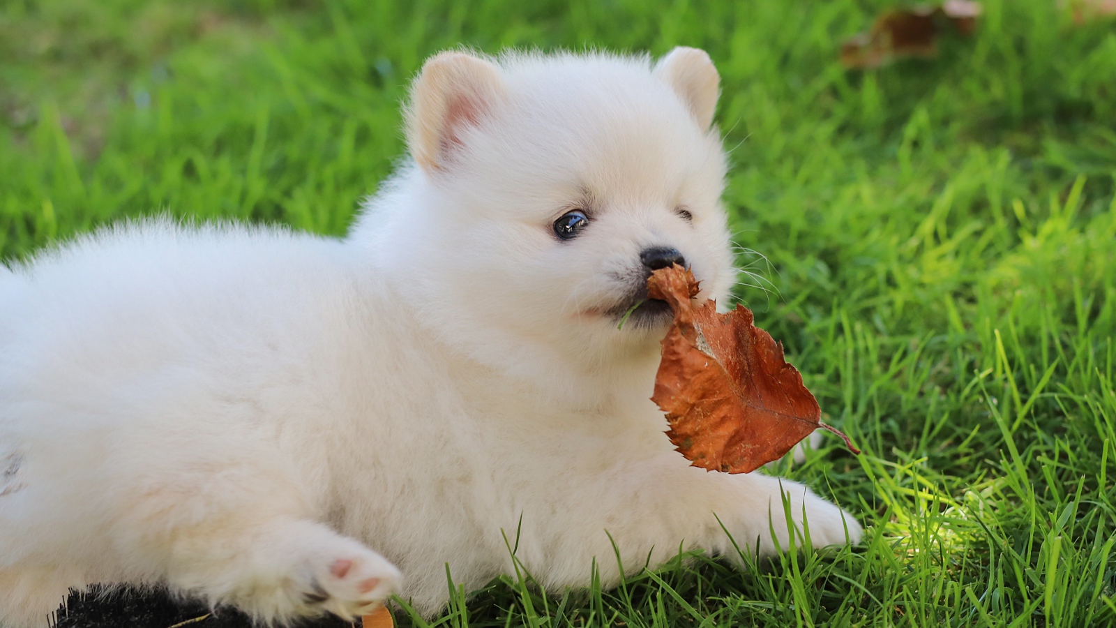 Маленький белый щенок шпица на зеленой траве с листом