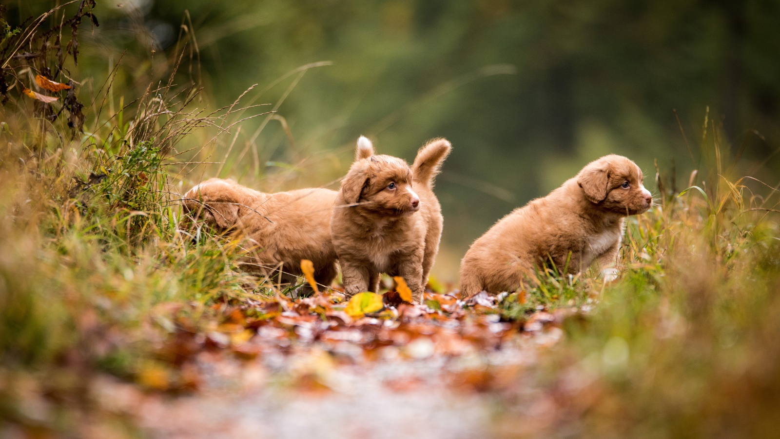 Три маленьких коричневых щенка идут по тропинке 