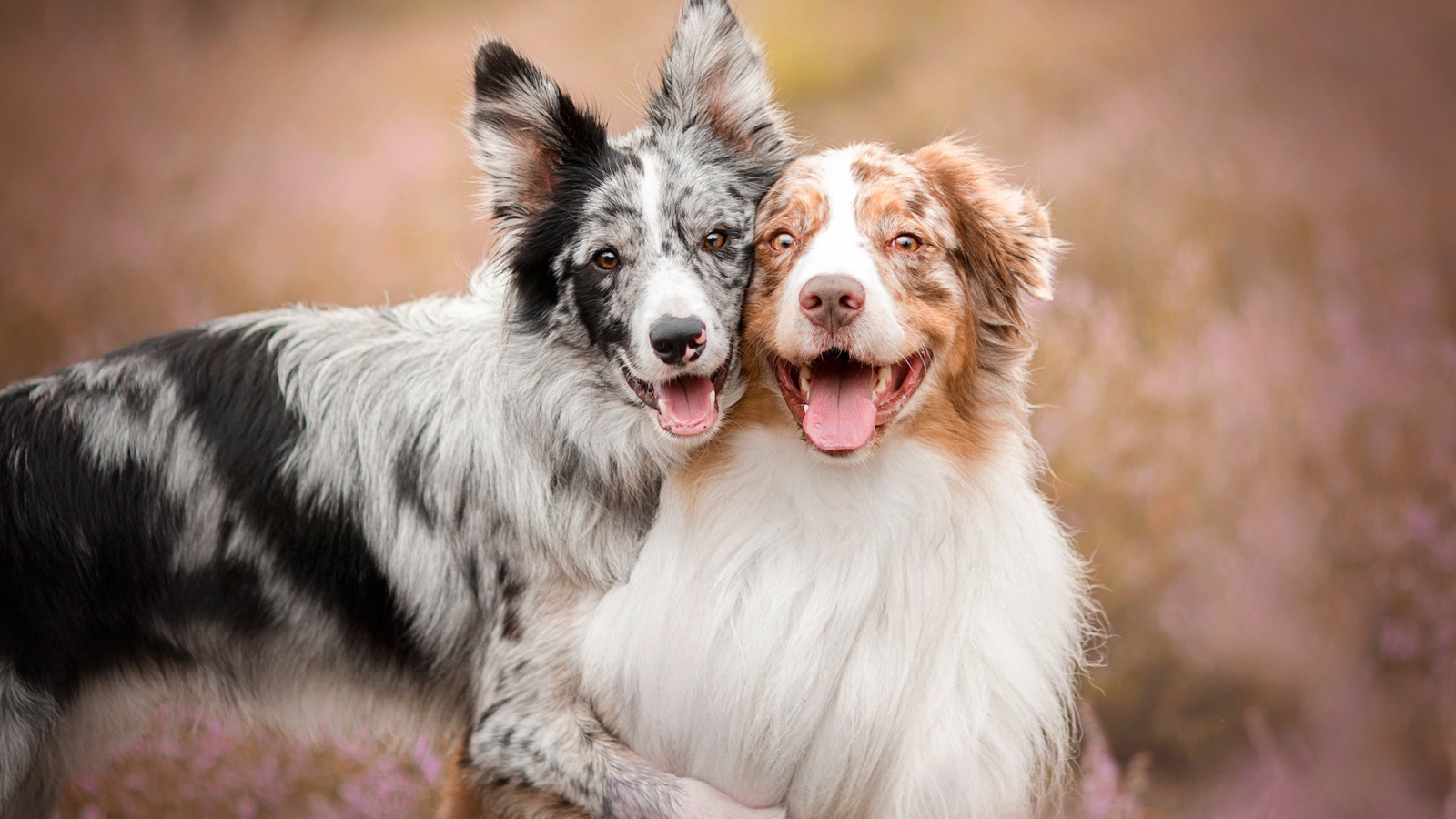 Две собаки породы австралийская овчарка с высунутым языком