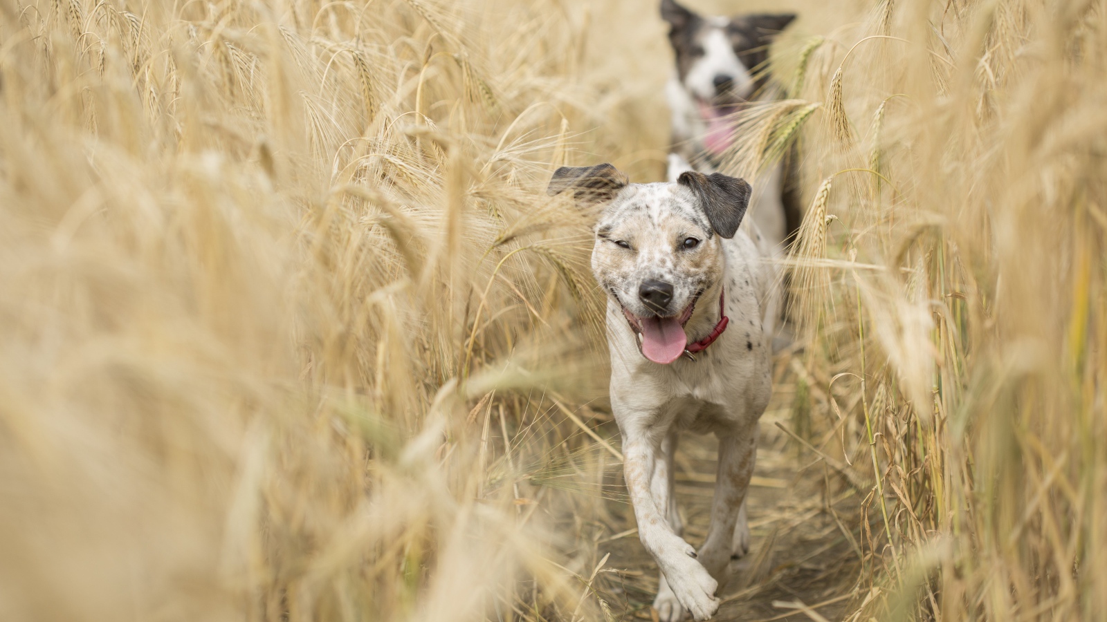 Two dogs with tongue sticking out running through a field of wheat