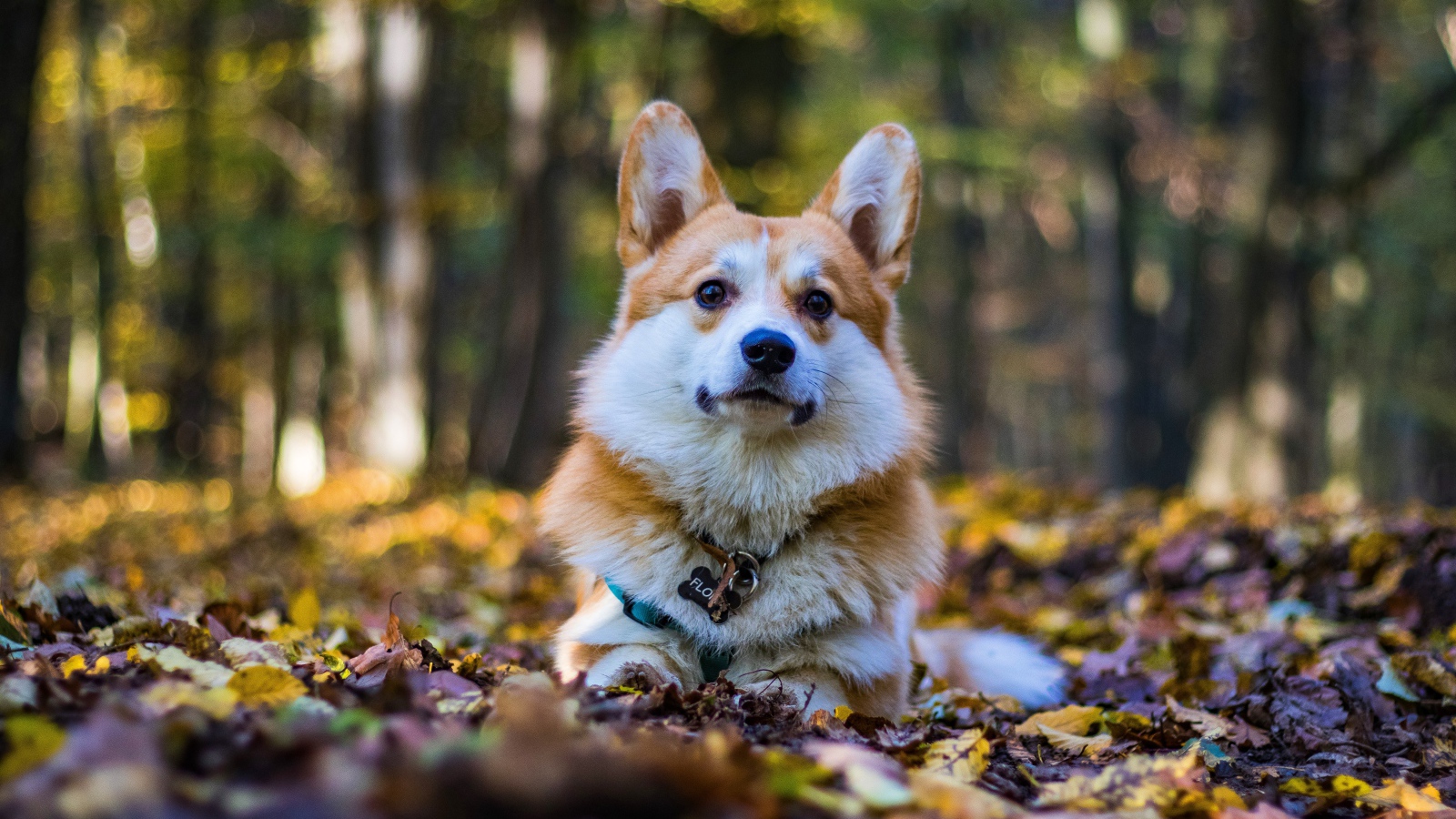 Собака породы вельш корги лежит на опавшей листве