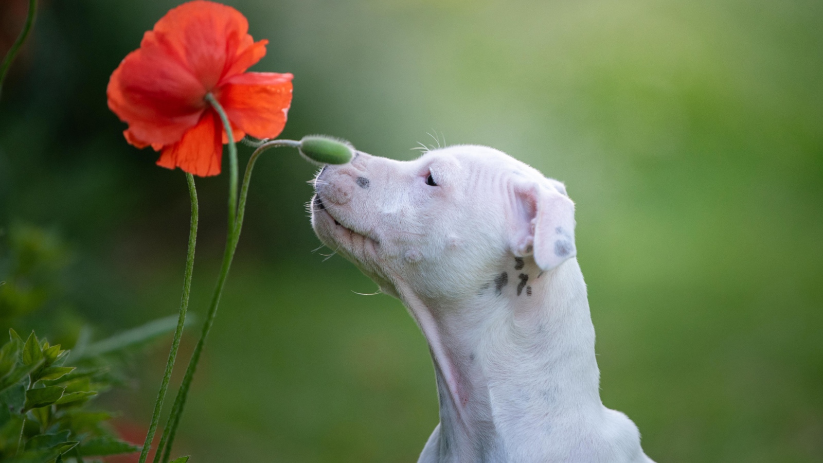 Белый породистый пес нюхает красный цветок мака