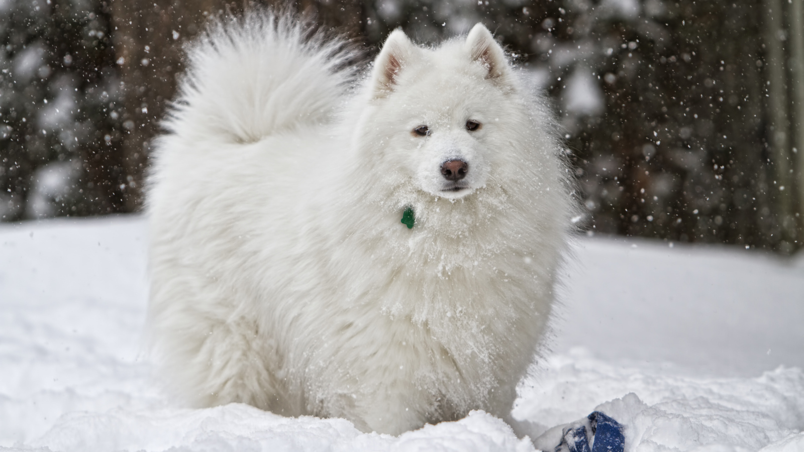 Белая самоедская собака играет на снегу