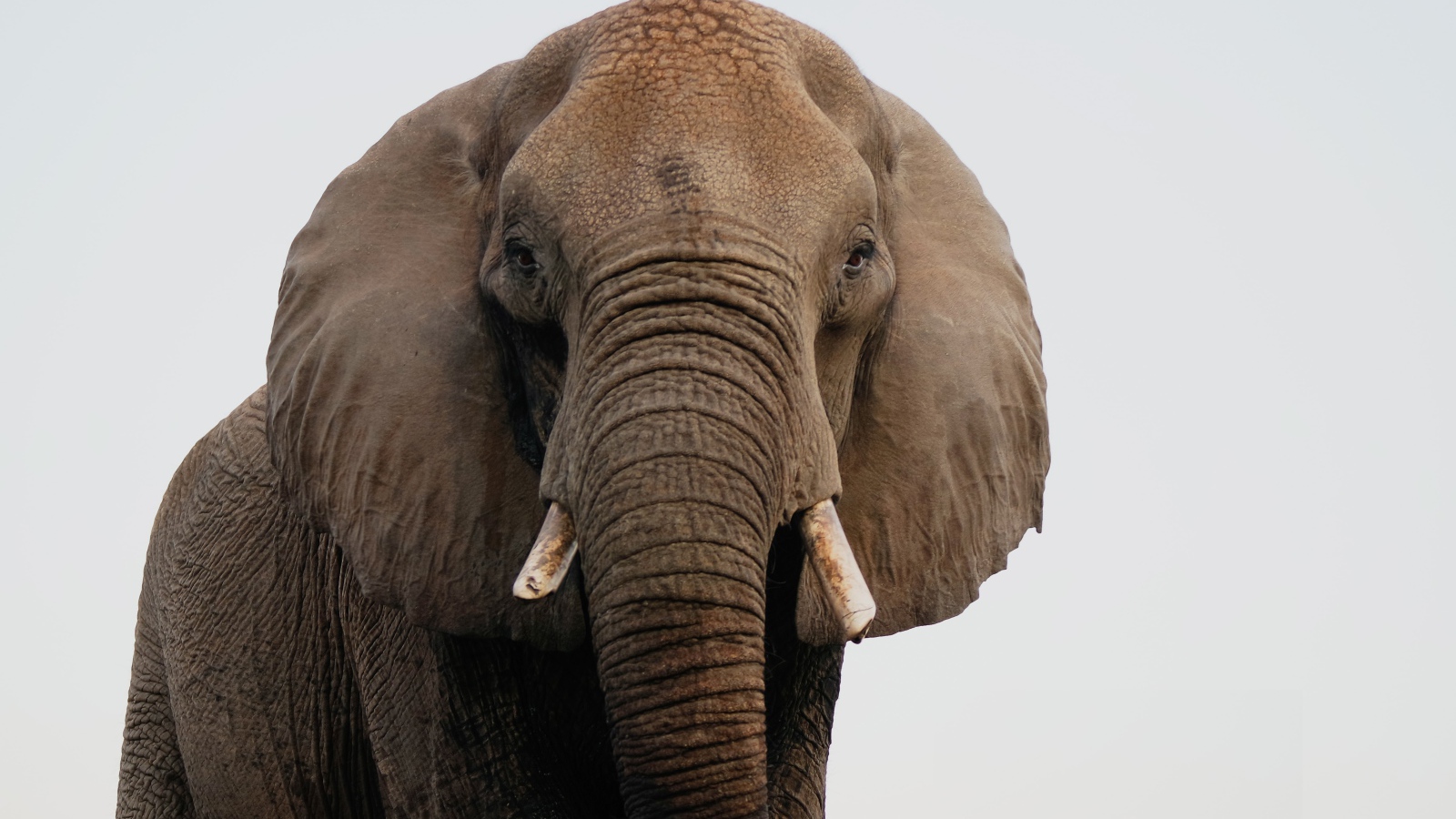 Большой индийский слон крупным планом
