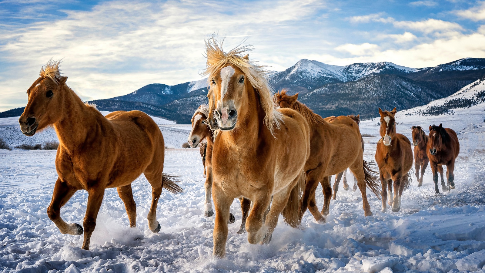 Стадо коричневых лошадей скачут по снегу в горах 