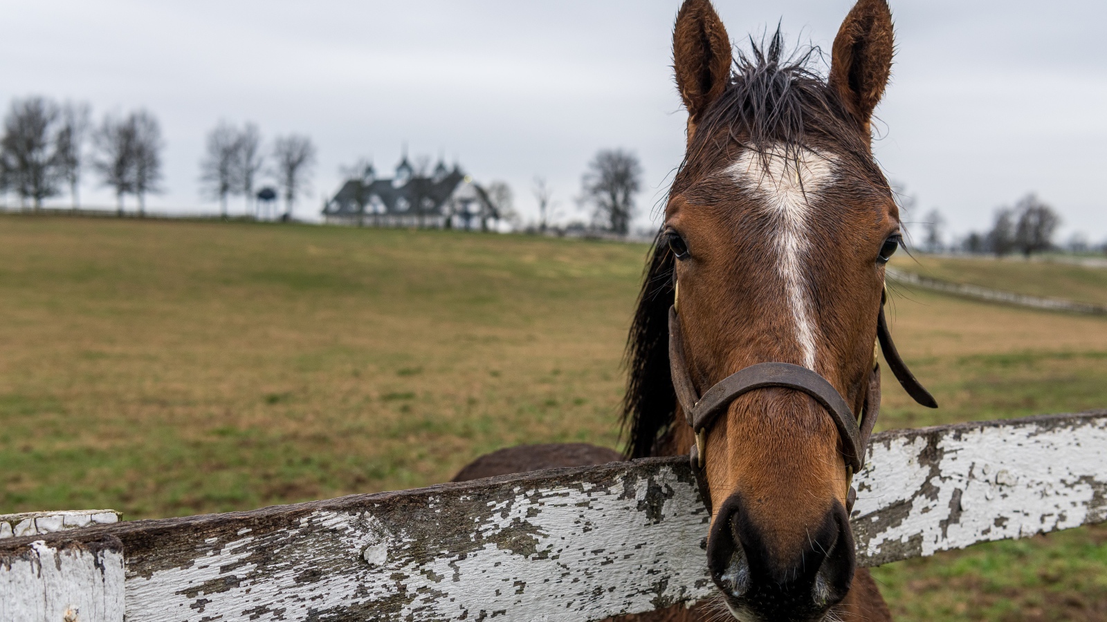 Лошадь на пастбище у забора