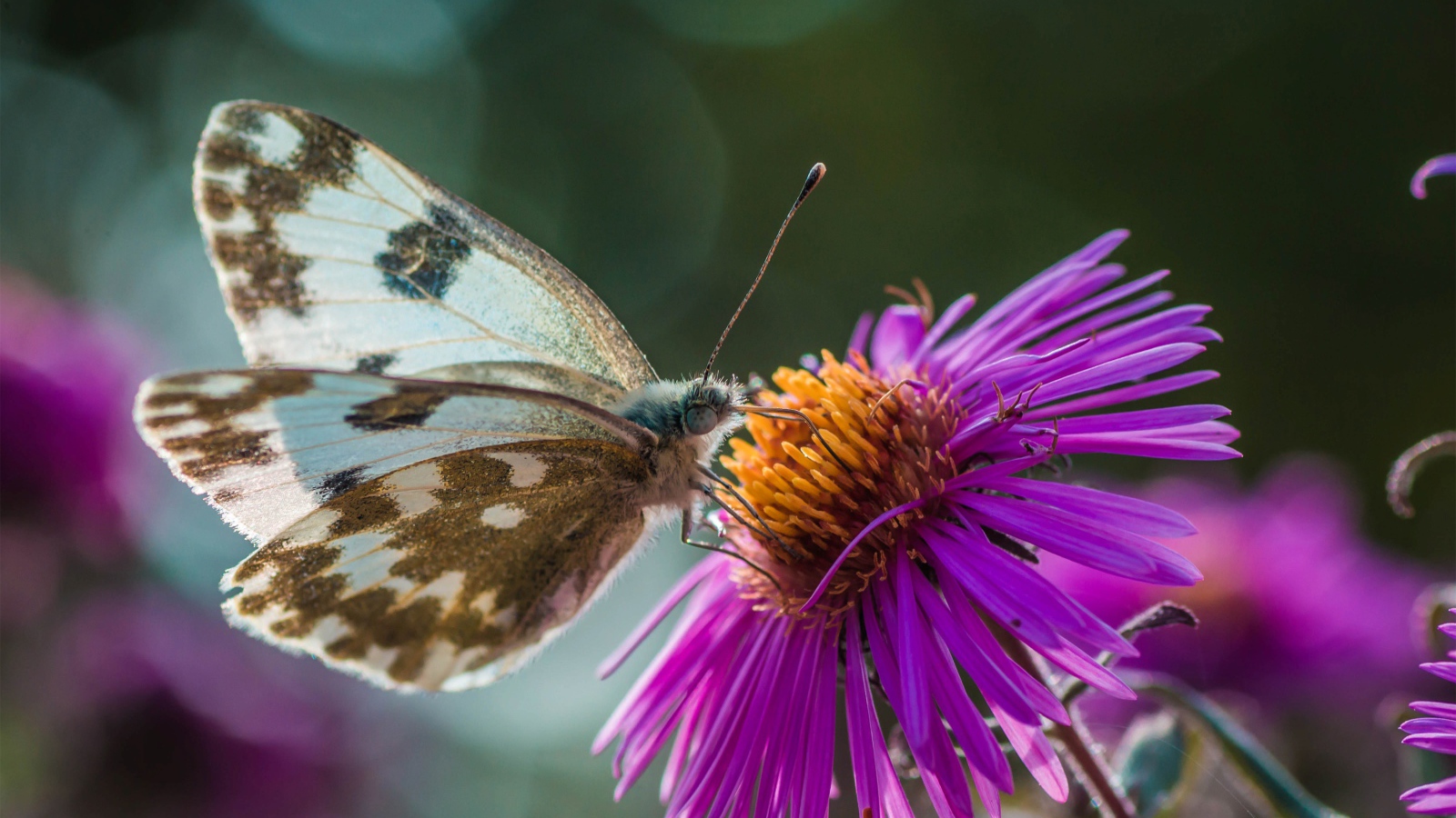 Бабочка сидит на розовом цветке 