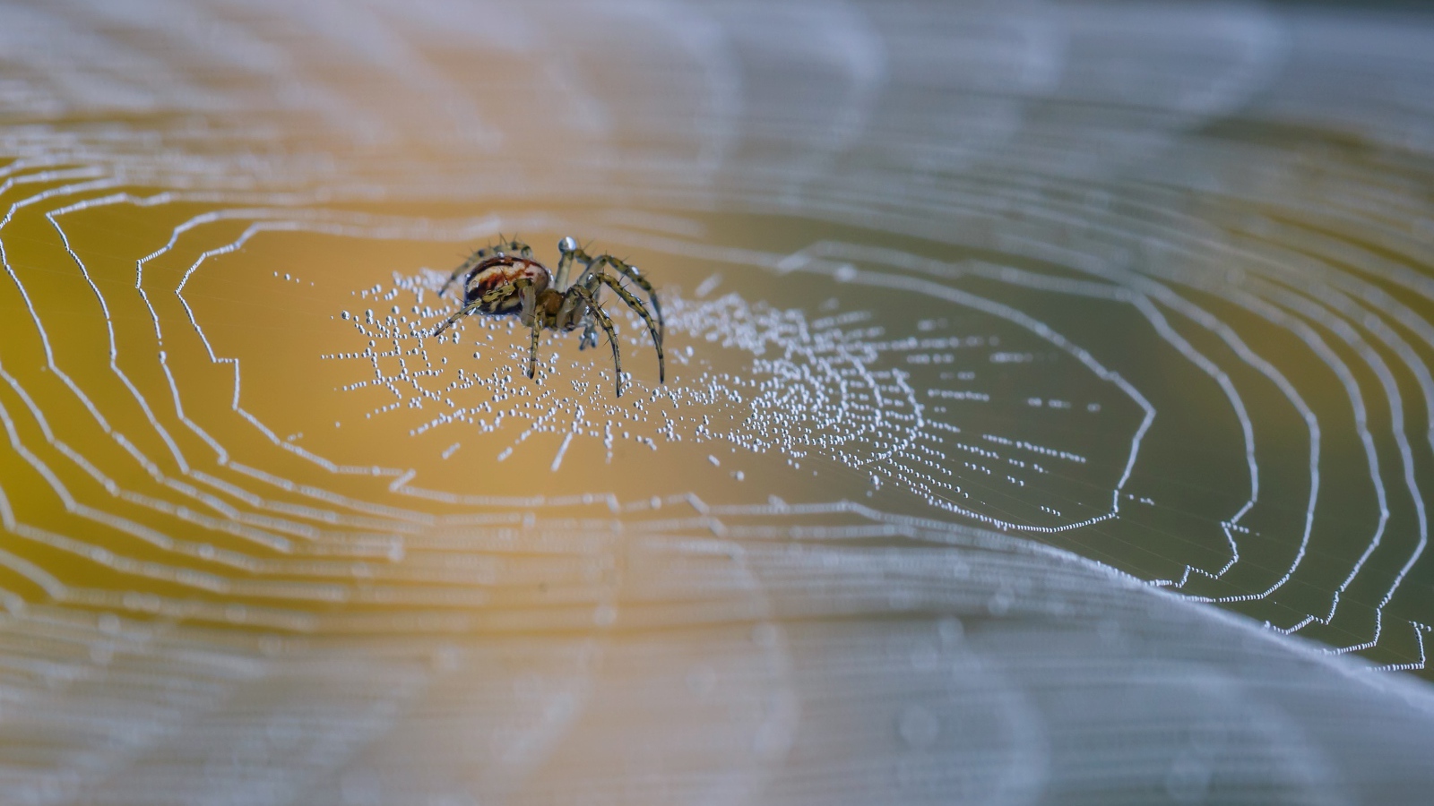 Большой паук сидит на паутине в каплях росы 