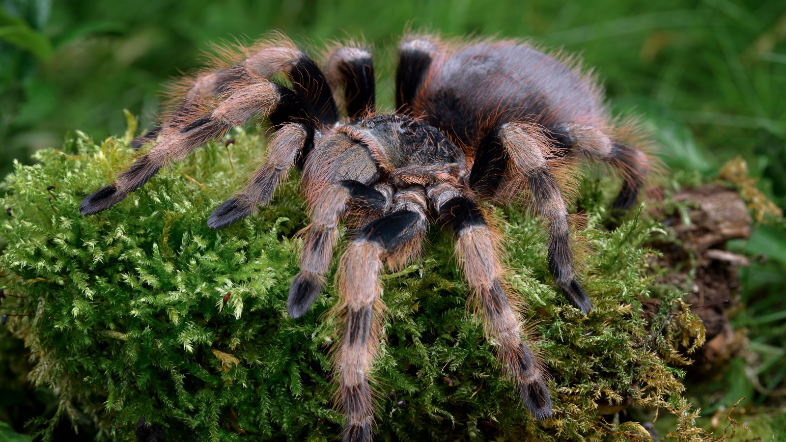 Большой паук тарантул идет по покрытой мхом земле