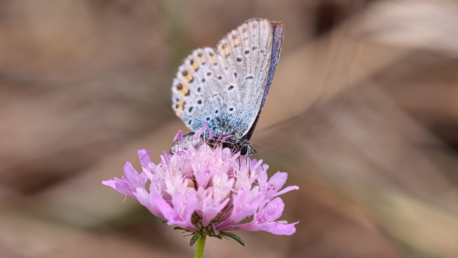 Красивая голубая бабочка на розовом цветке