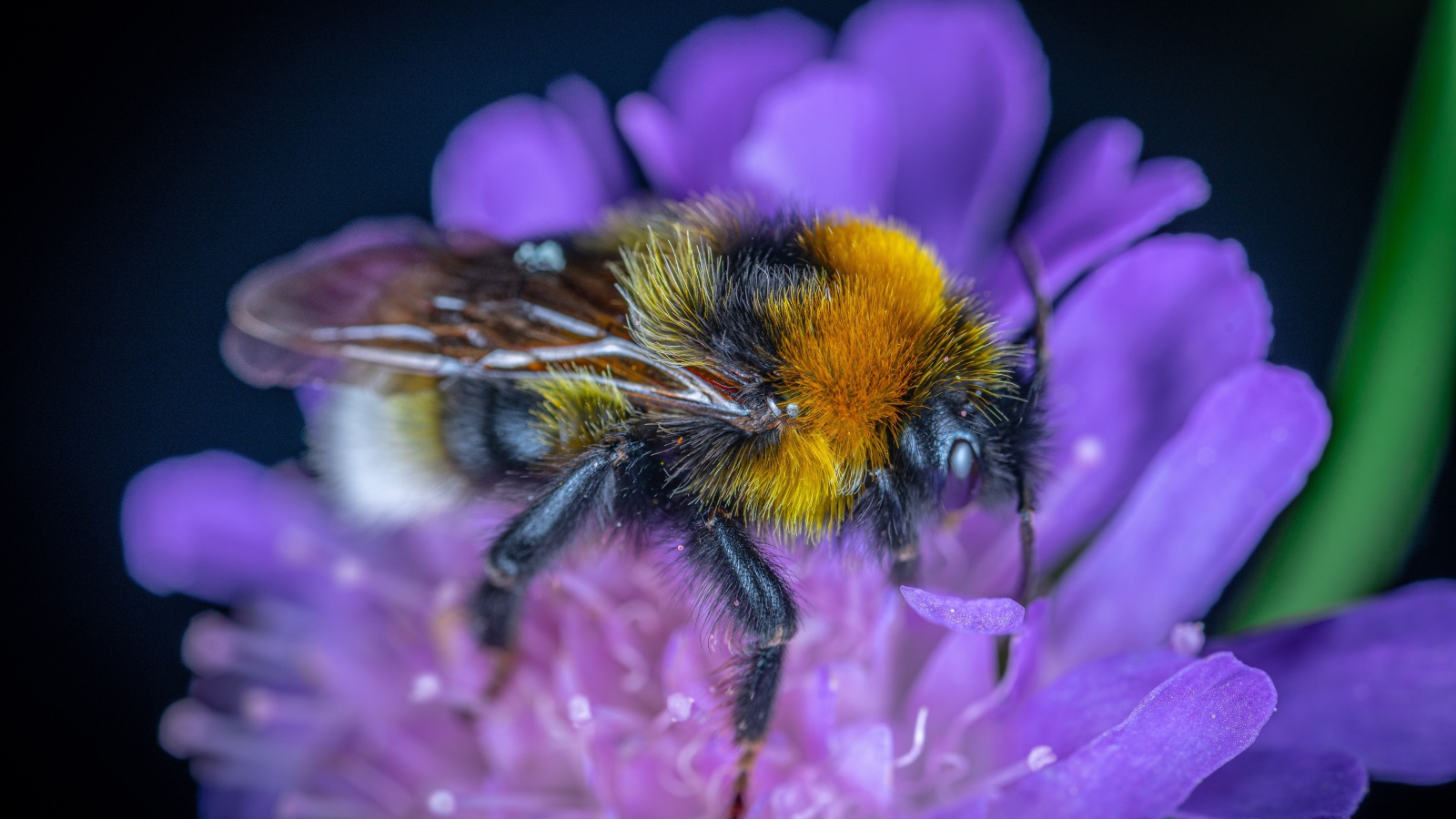 Пчела сидит на фиолетовом цветке 