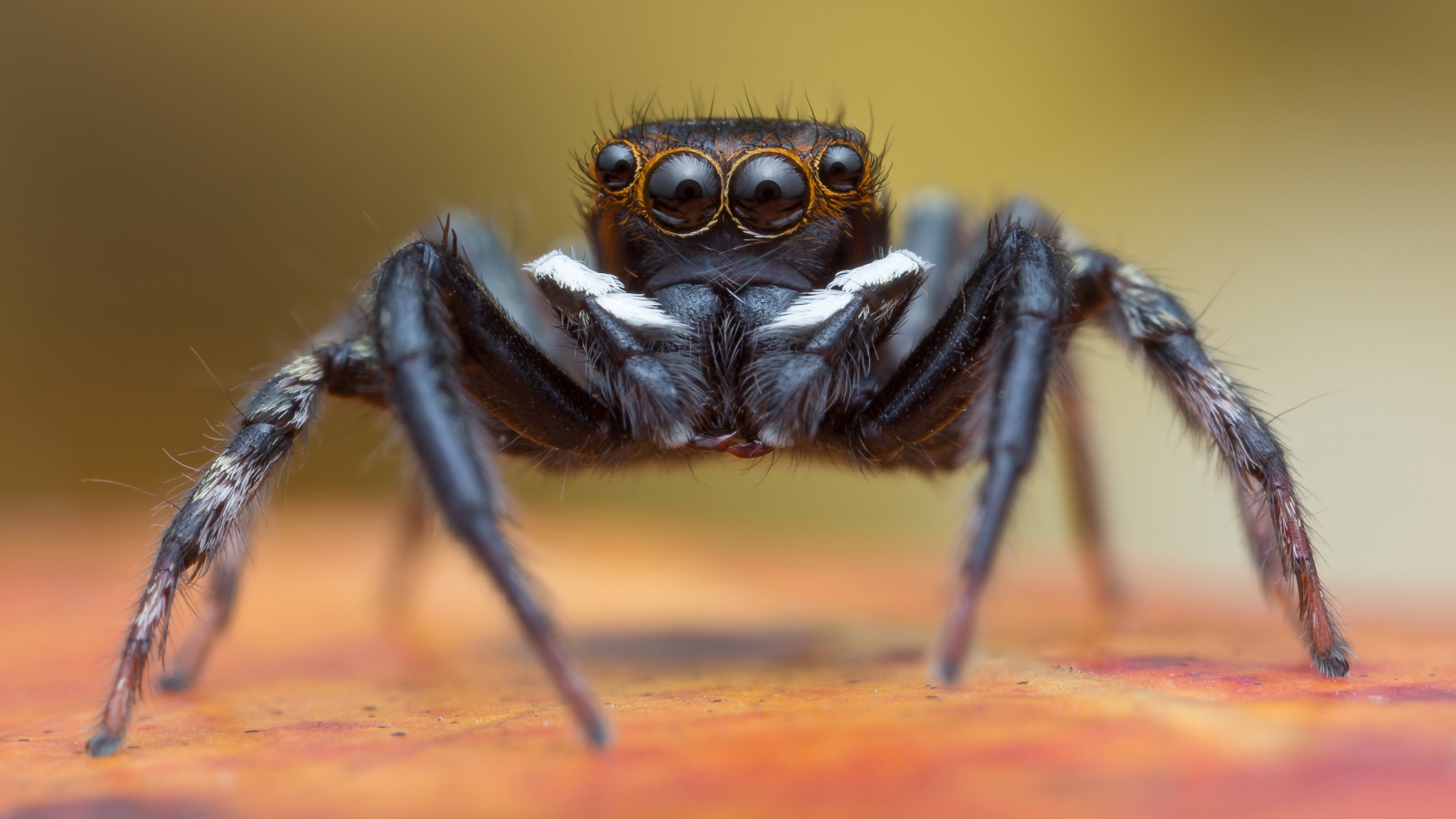 Большой черный паук крупным планом