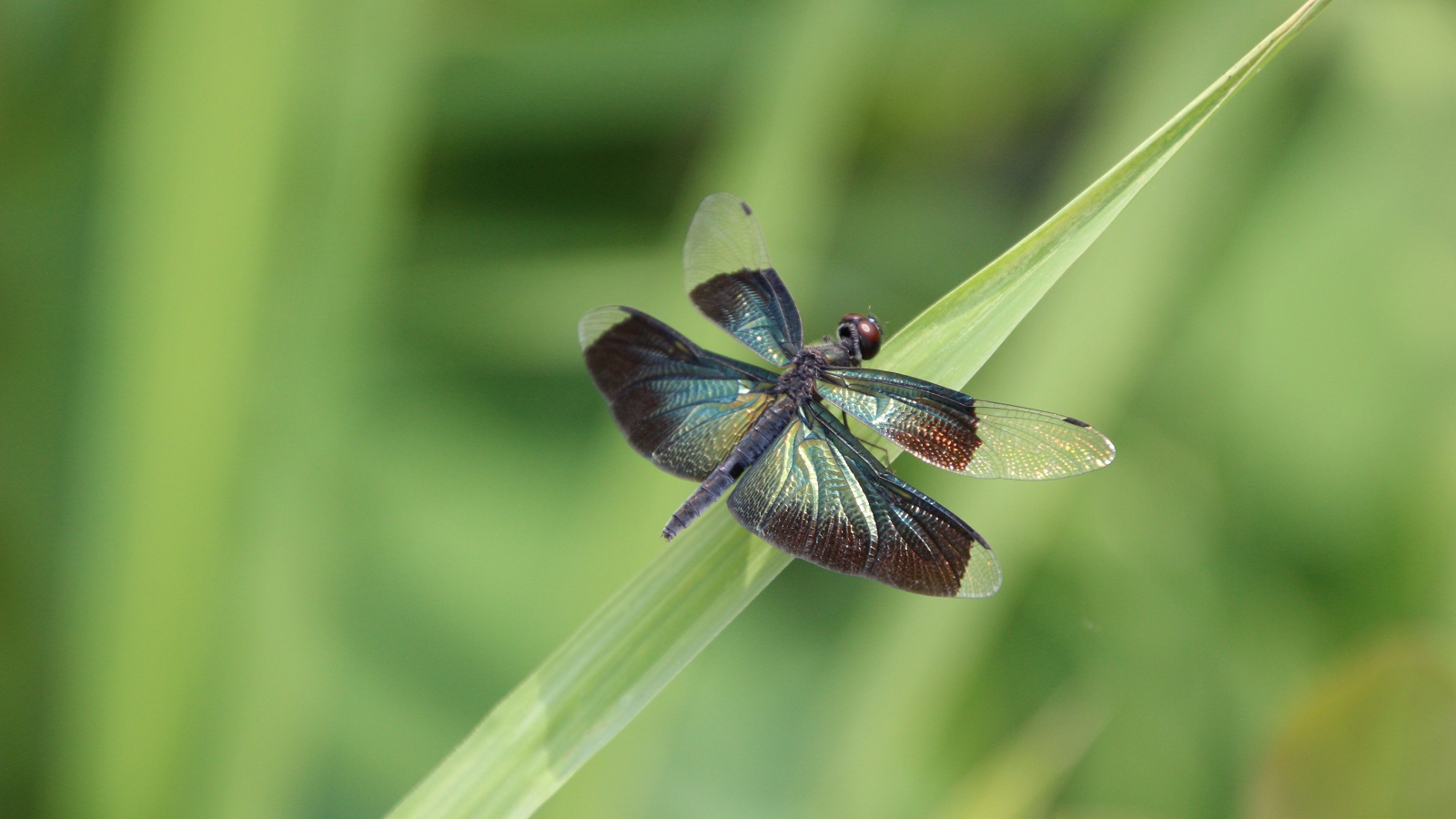Большая голубая стрекоза сидит на зеленой траве