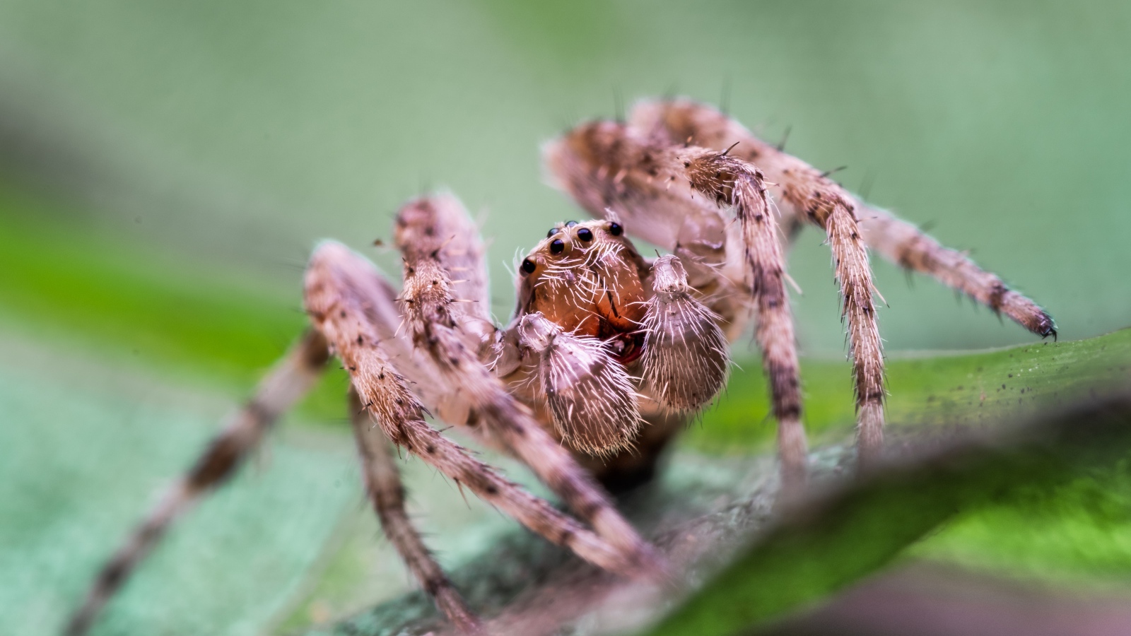 Большой паук на зеленом листке 