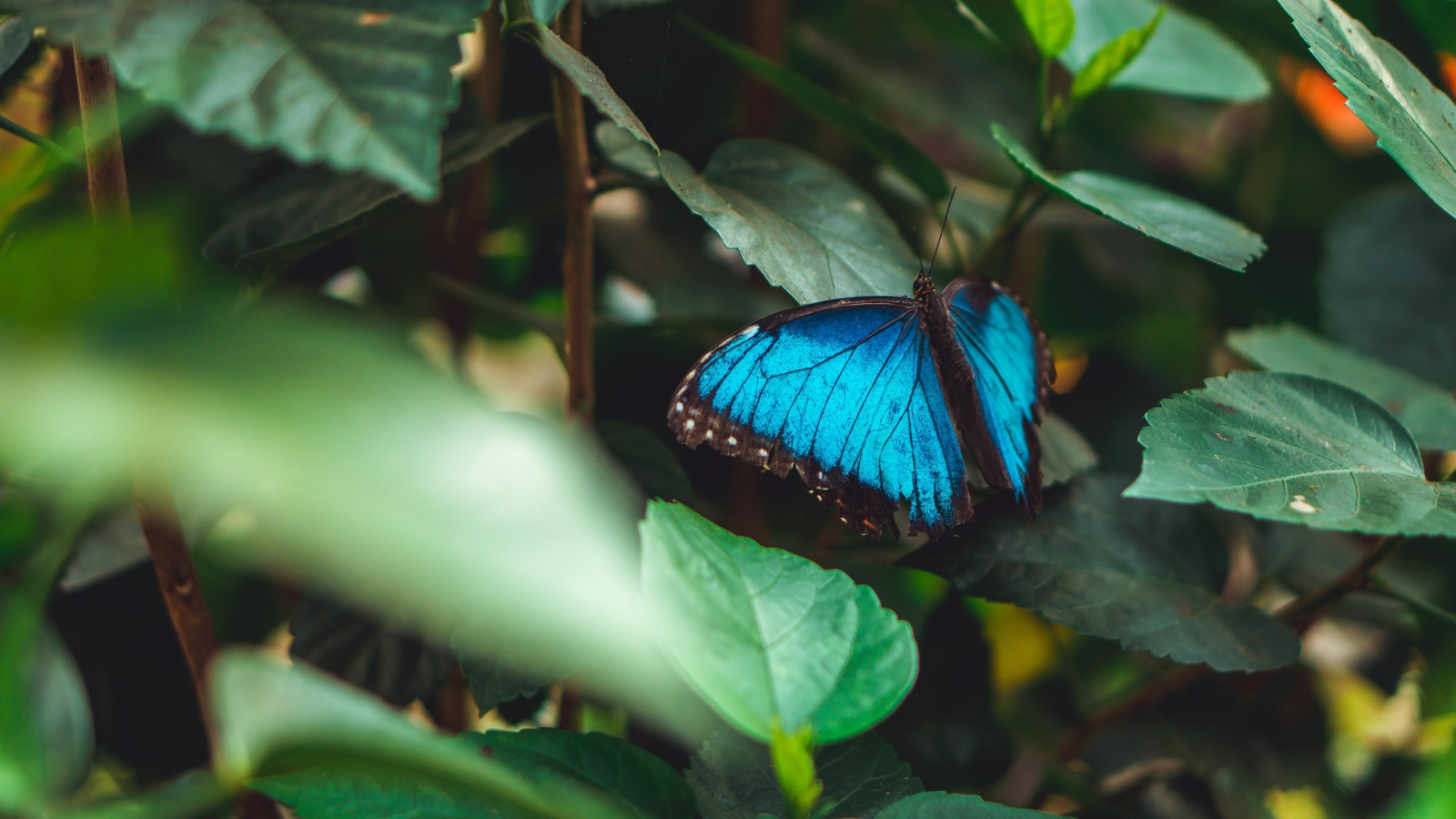 Голубая бабочка сидит на зеленом листе 