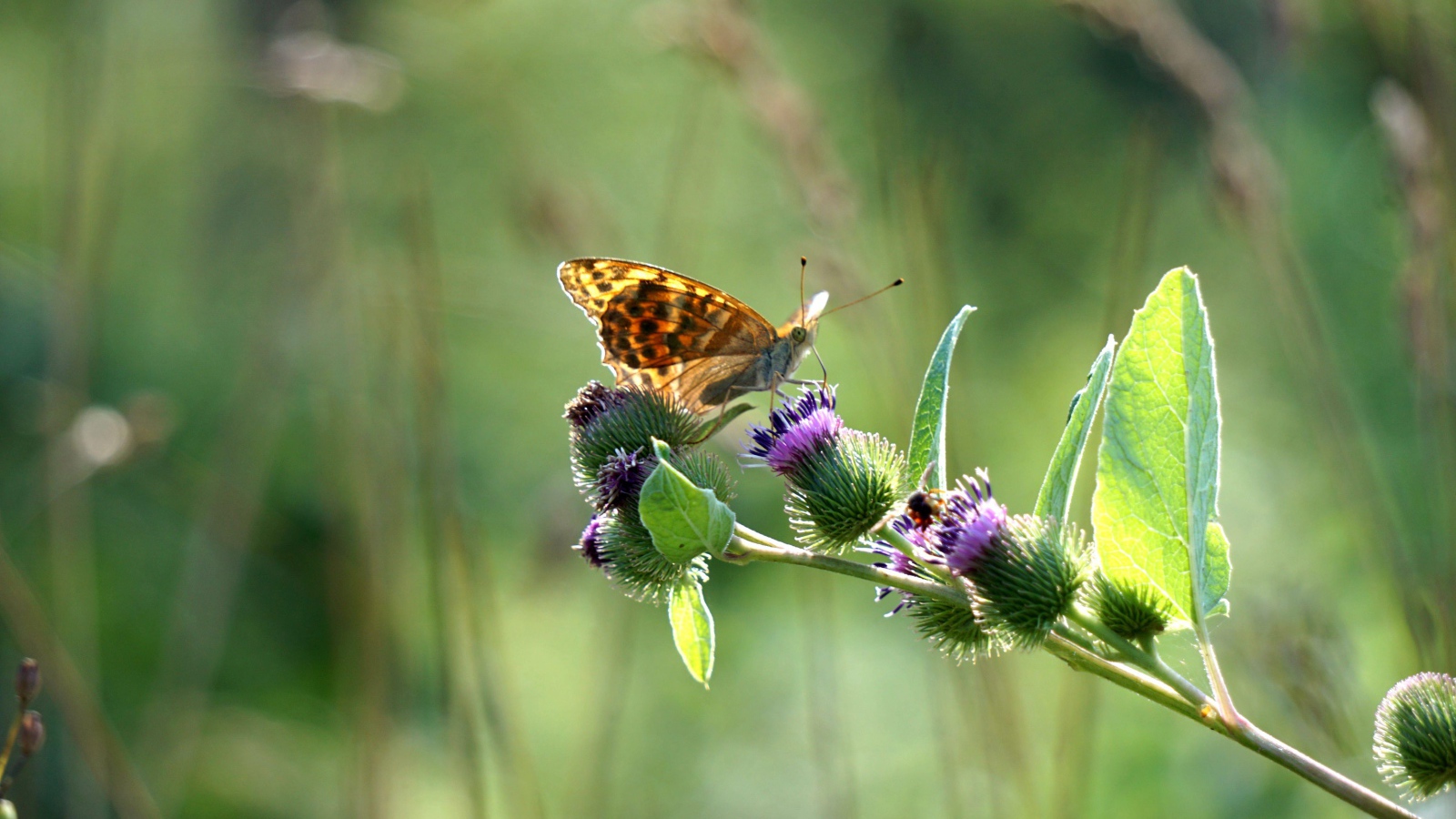 Бабочка сидит на ветке репейника