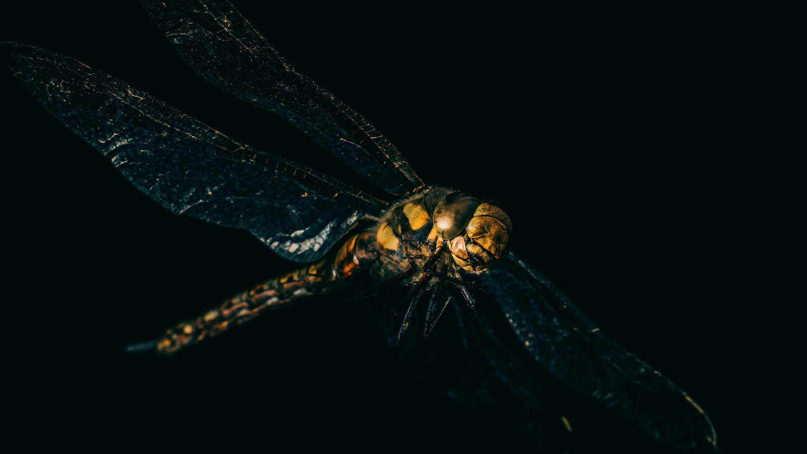 Стрекоза на черном фоне крупным планом