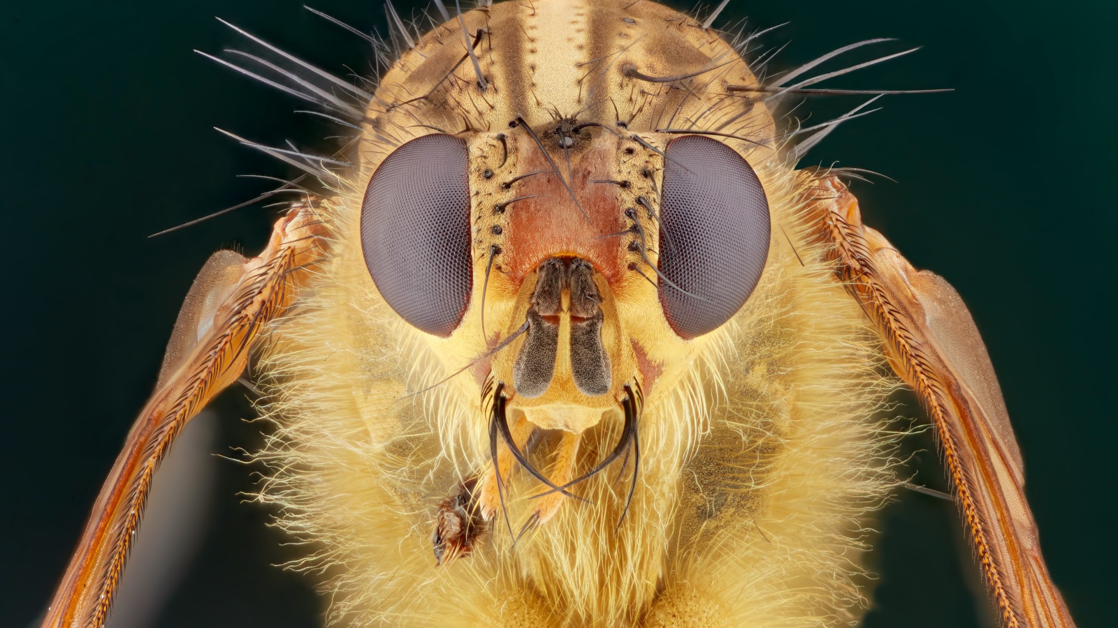 Голова мухи макросъемка 