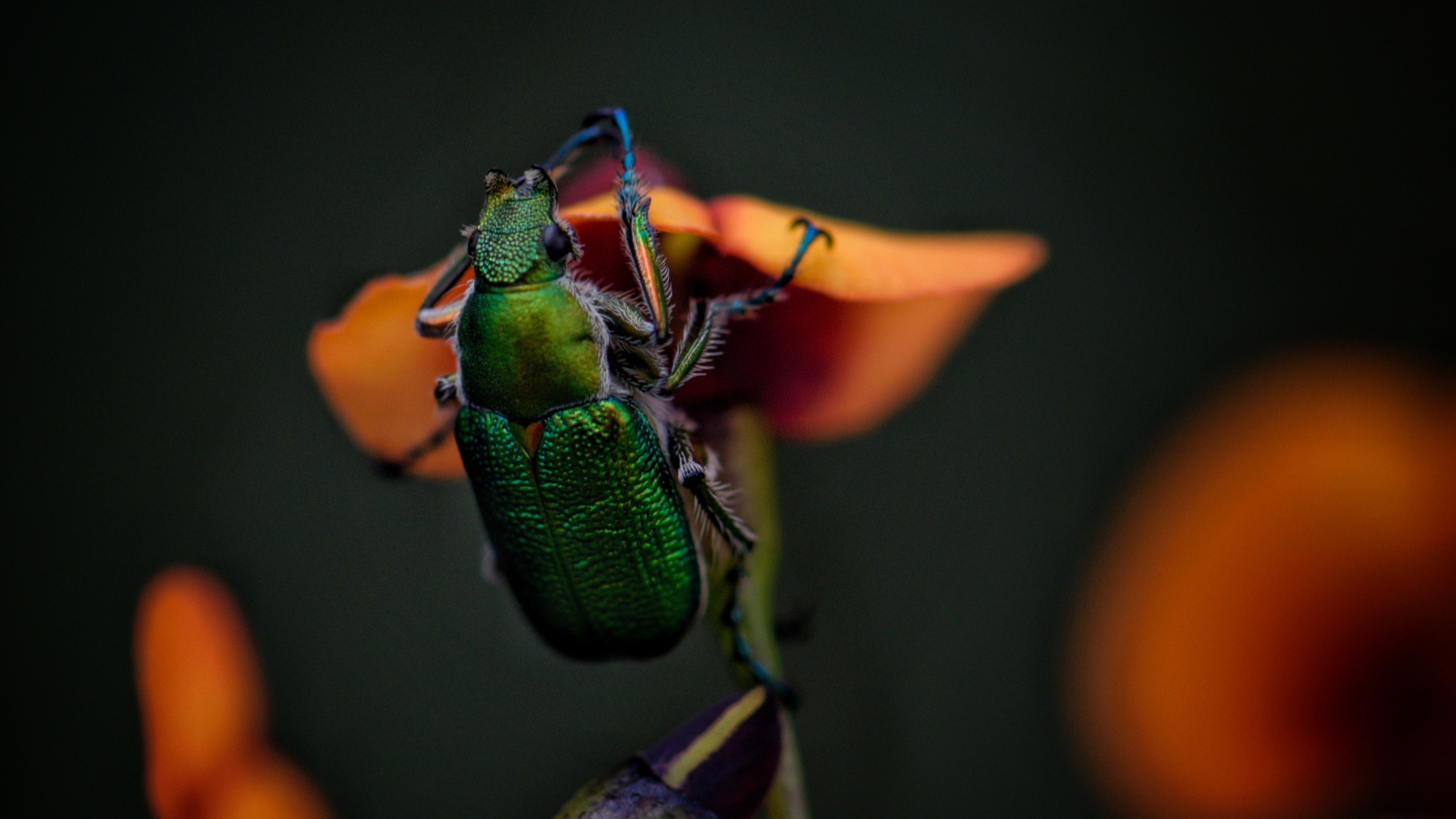 Зеленый жук сидит на цветке