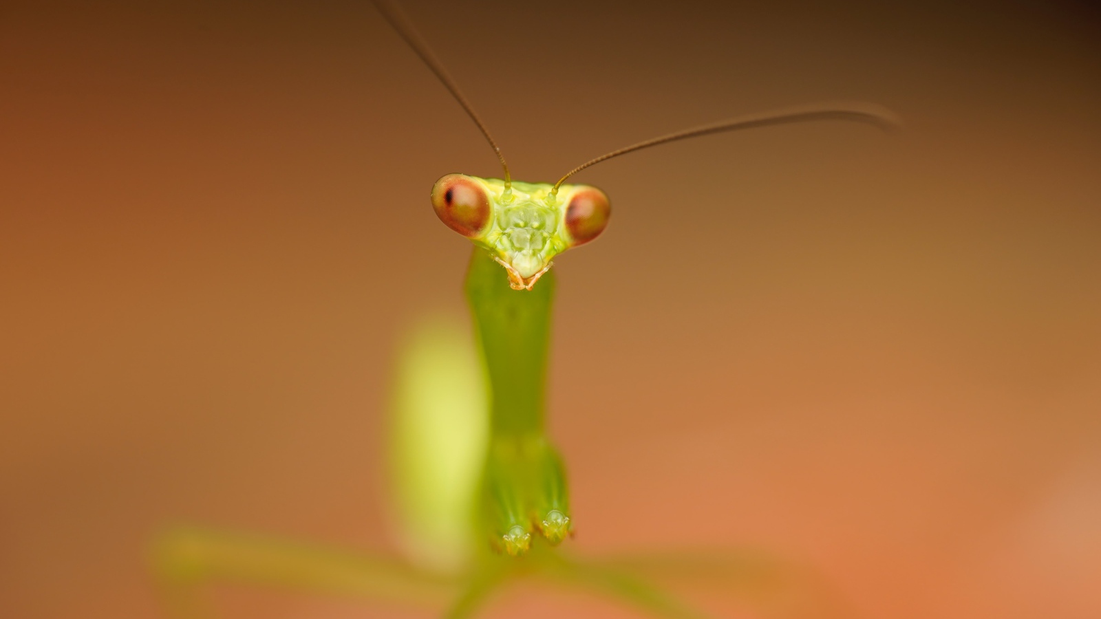 Зеленый богомол на коричневом фоне крупным планом