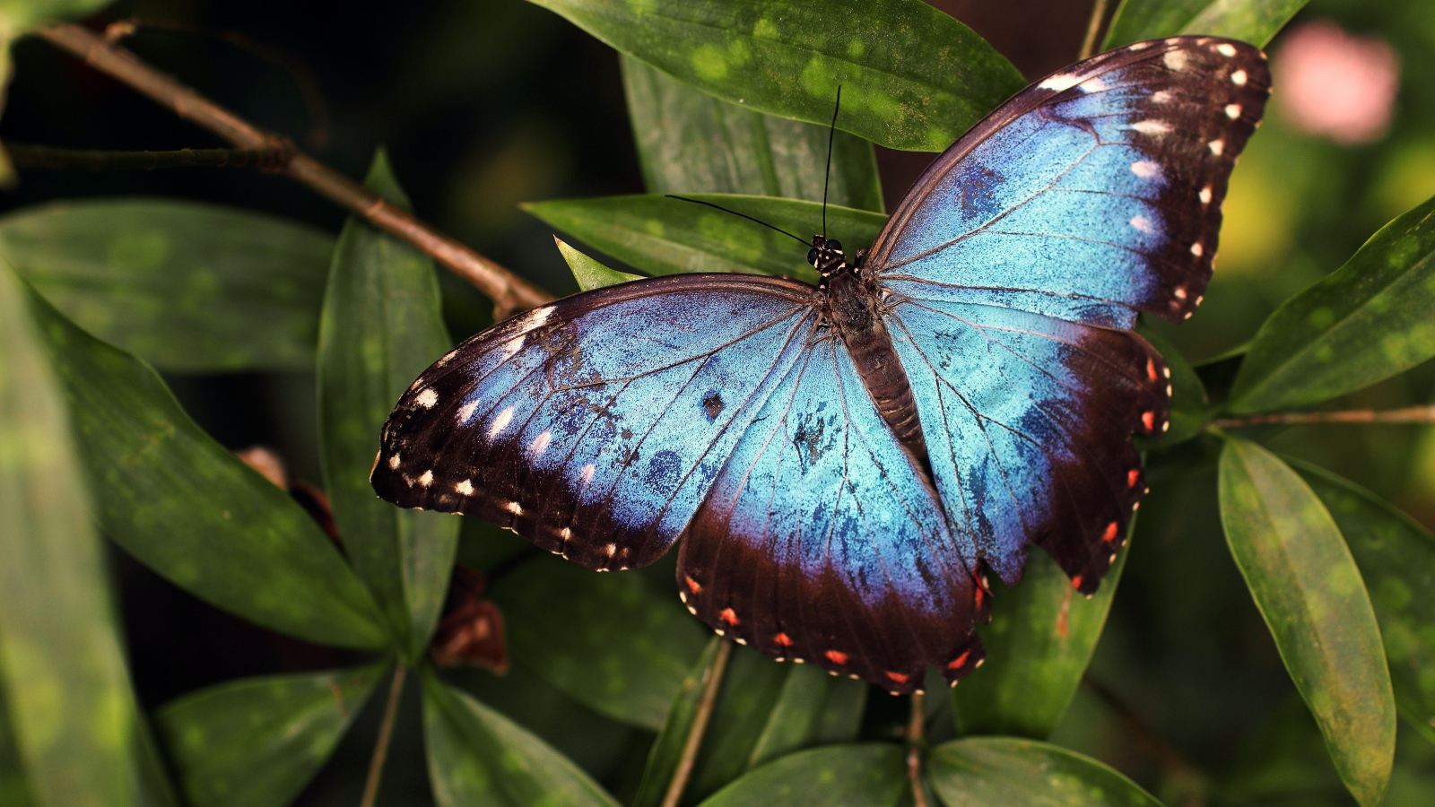 Большая голубая бабочка сидит на зеленом листе 