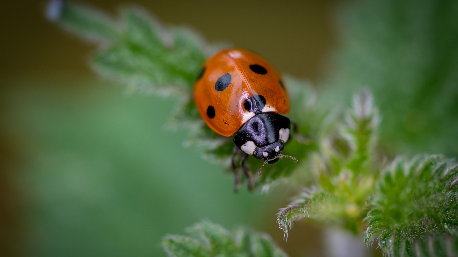 Маленькая божья коровка на зеленом листе