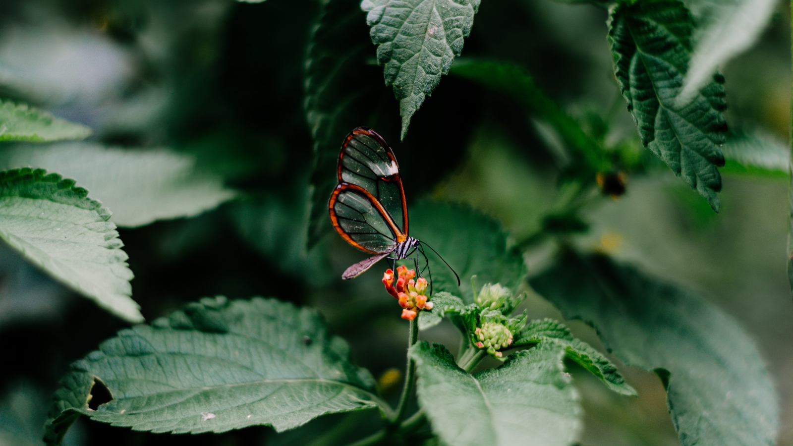 Small transparent butterfly sits on a flower in green leaves