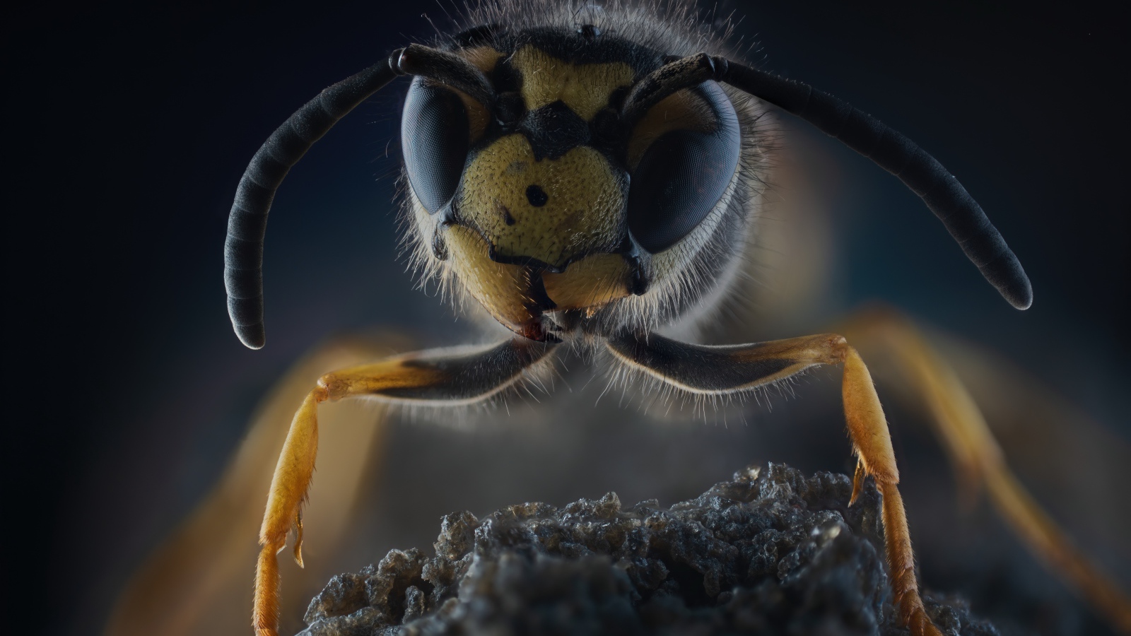 Оса на камне крупным планом