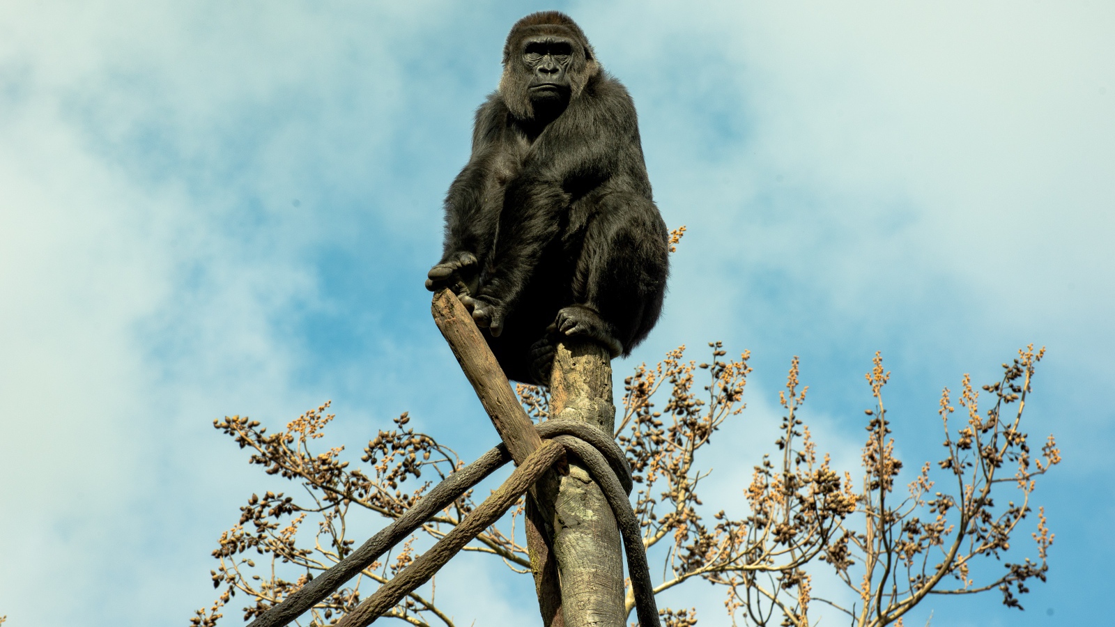 Большая черная горилла сидит на стволе дерева 