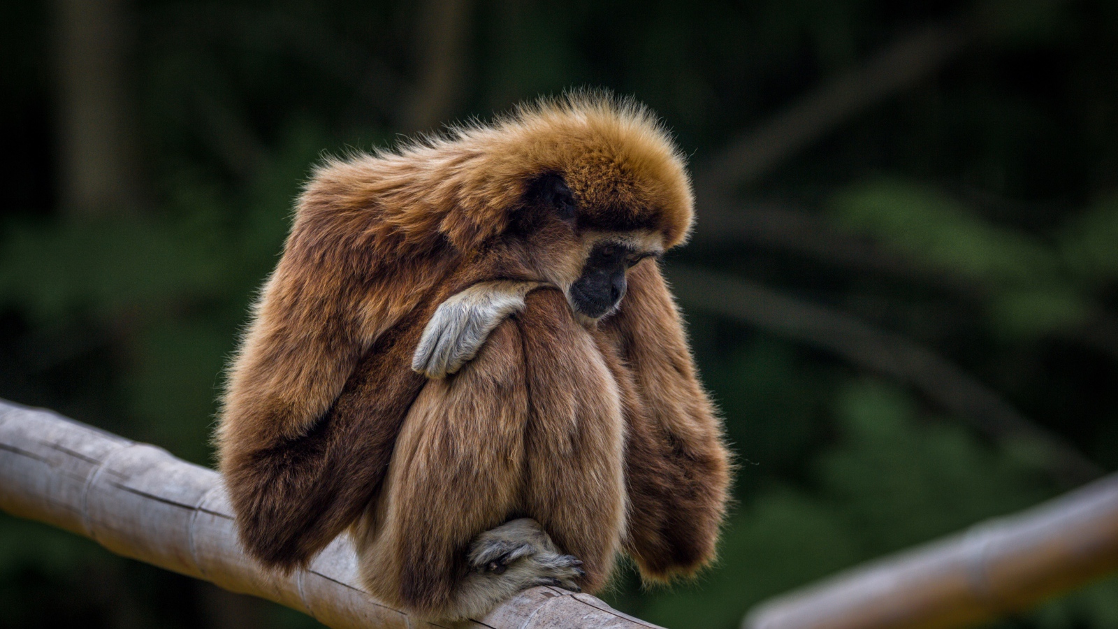 Гиббон сидит на ветке дерева