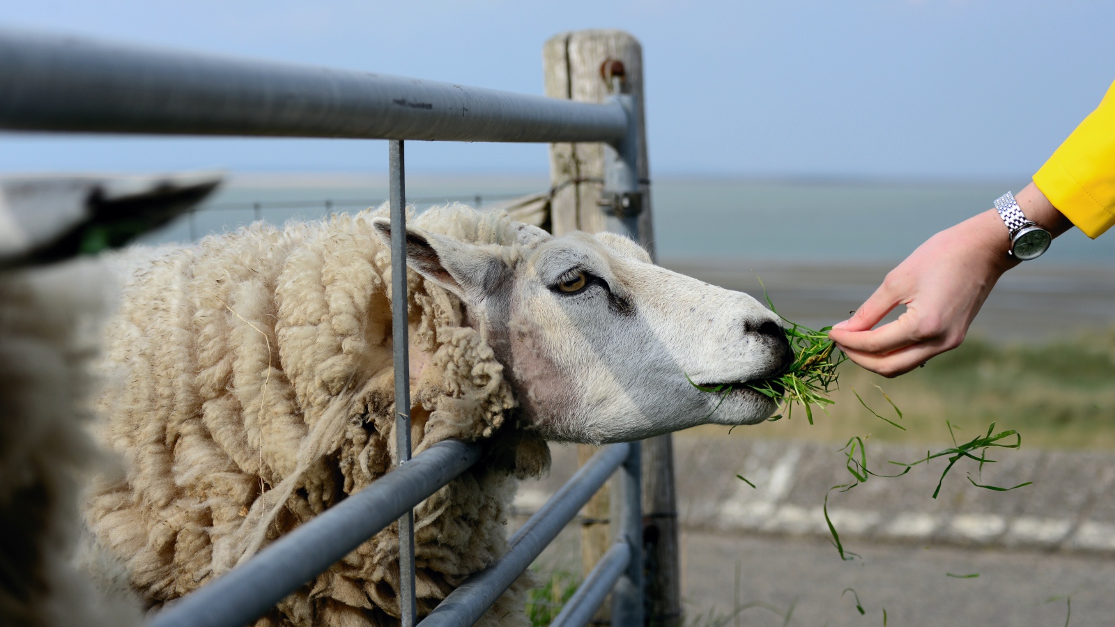 Большая пушистая овца ест траву на ферме 