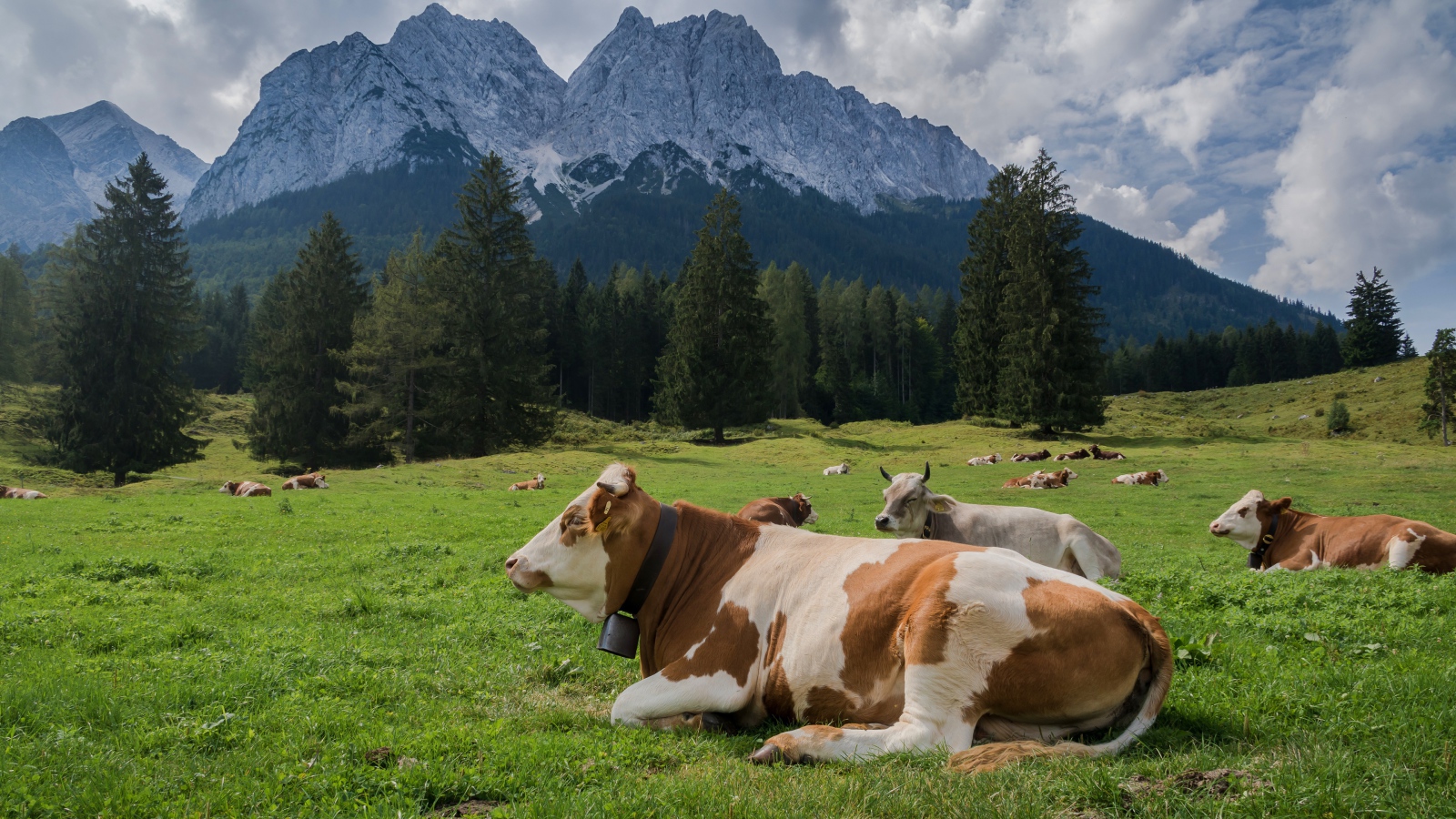 Cows graze in an alpine meadow on a background of mountains