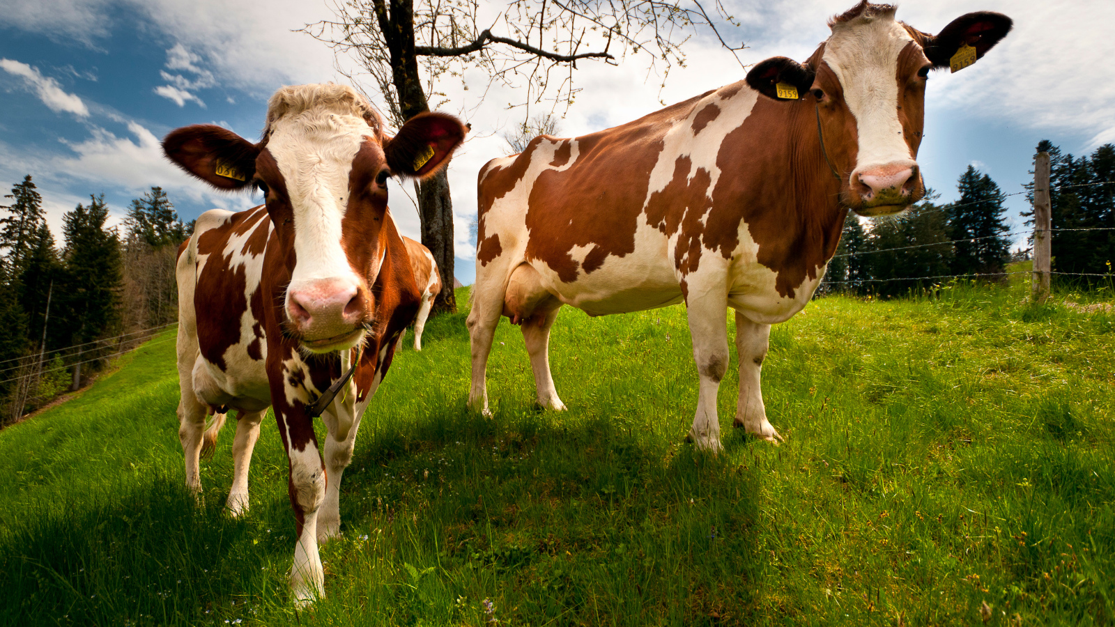 Две домашние коровы на зеленом поле 