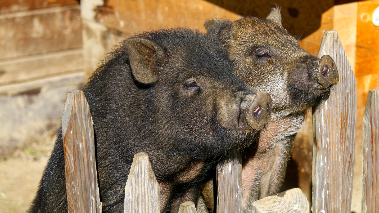Два домашних поросенка в загородке
