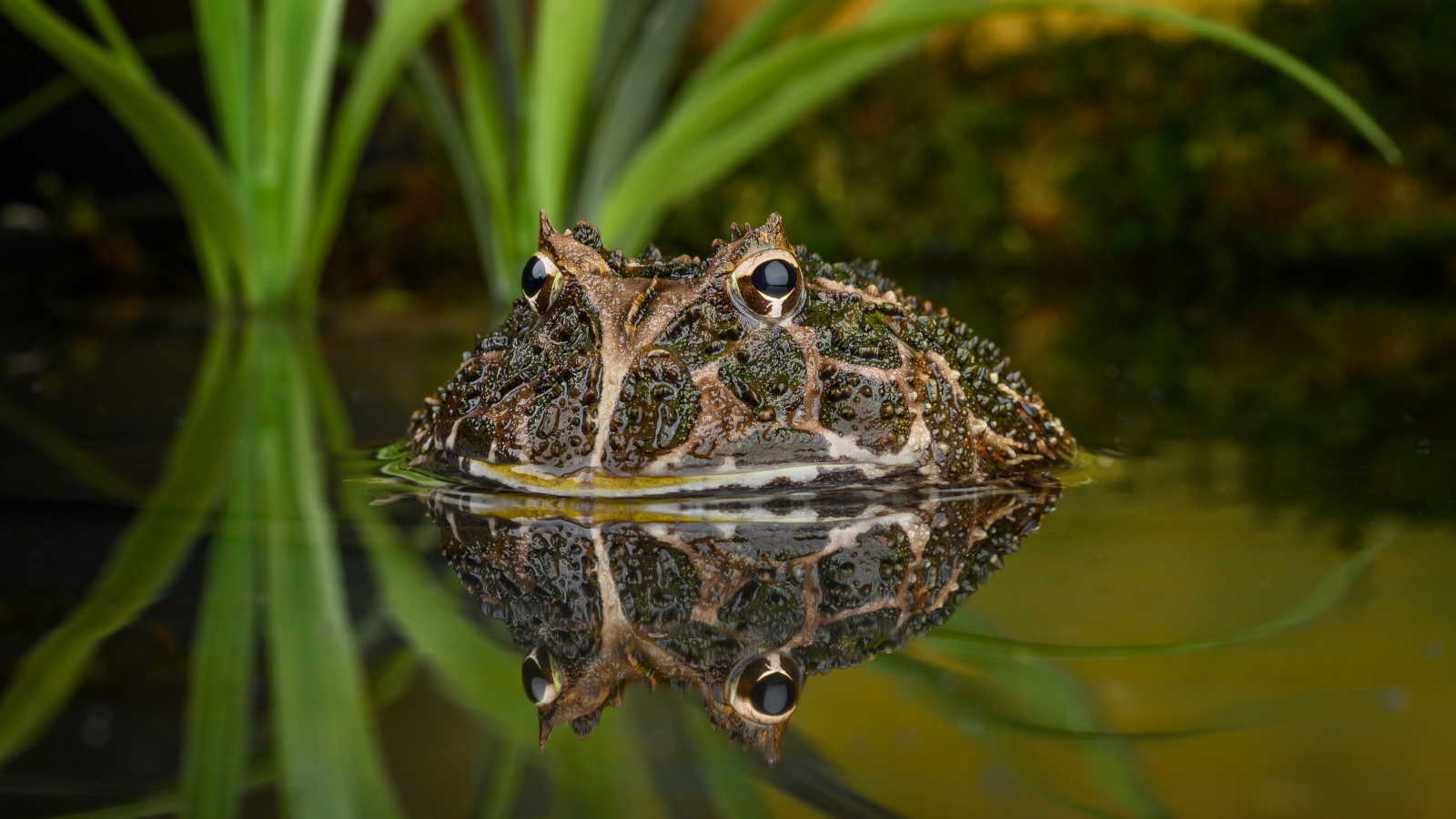 Большая зеленая жаба выглядывает из воды