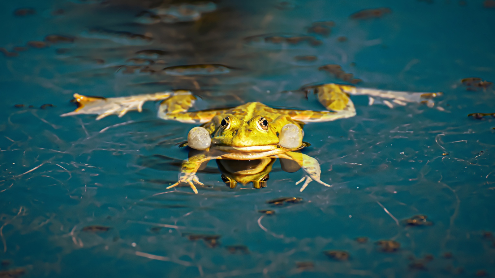 Зеленая лягушка в водоеме