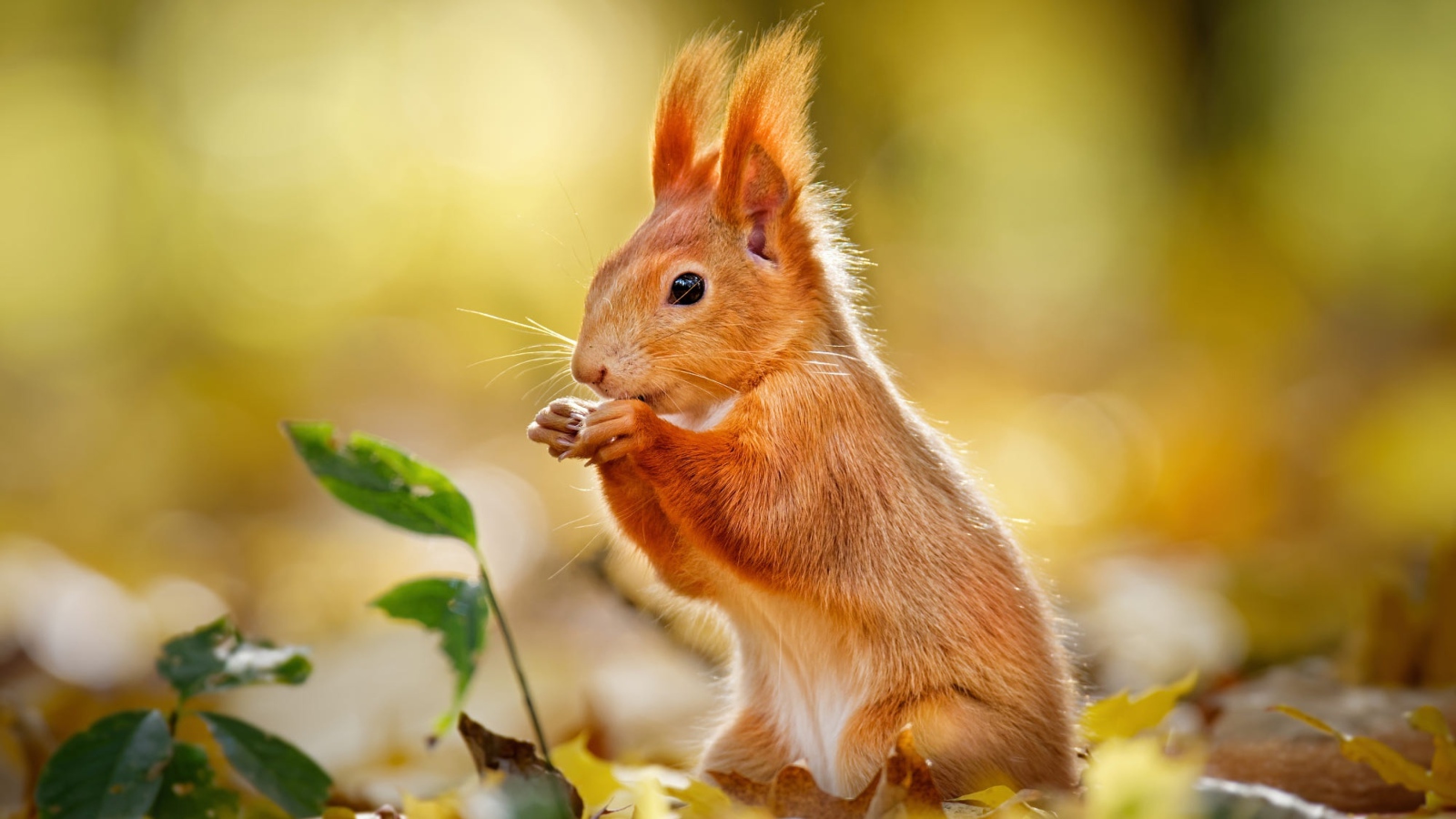 Милая рыжая белка сидит на желтых листьях 