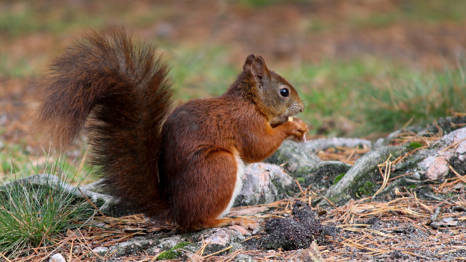Рыжая белка с пушистым хвостом
