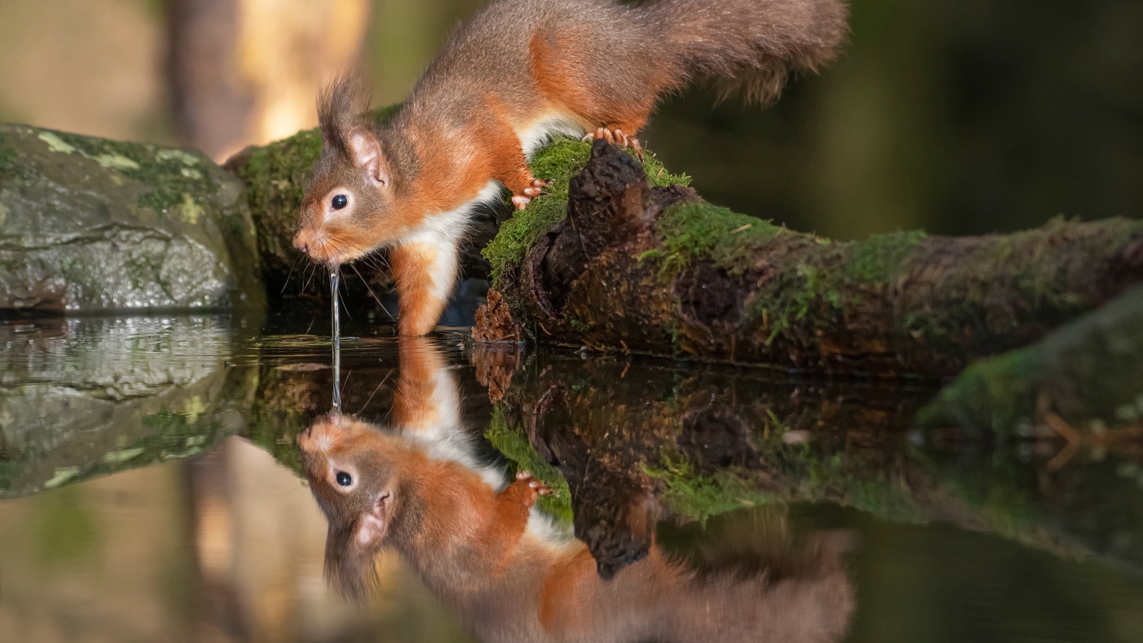 Пушистая рыжая белка пьет воду 