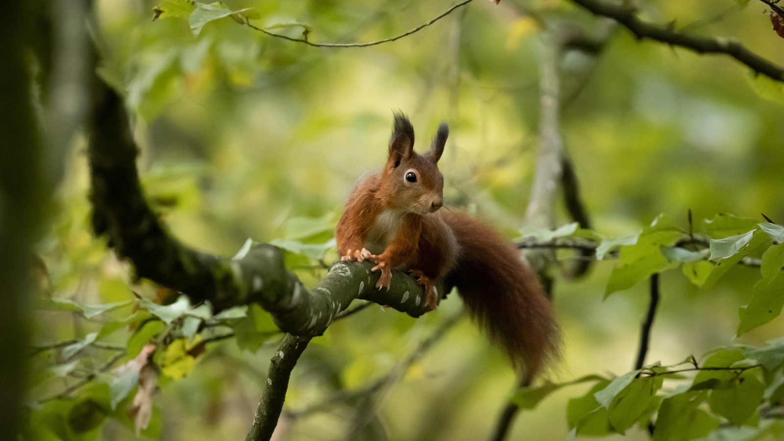 Пушистый хвост быстрой белки сидящей на дереве 