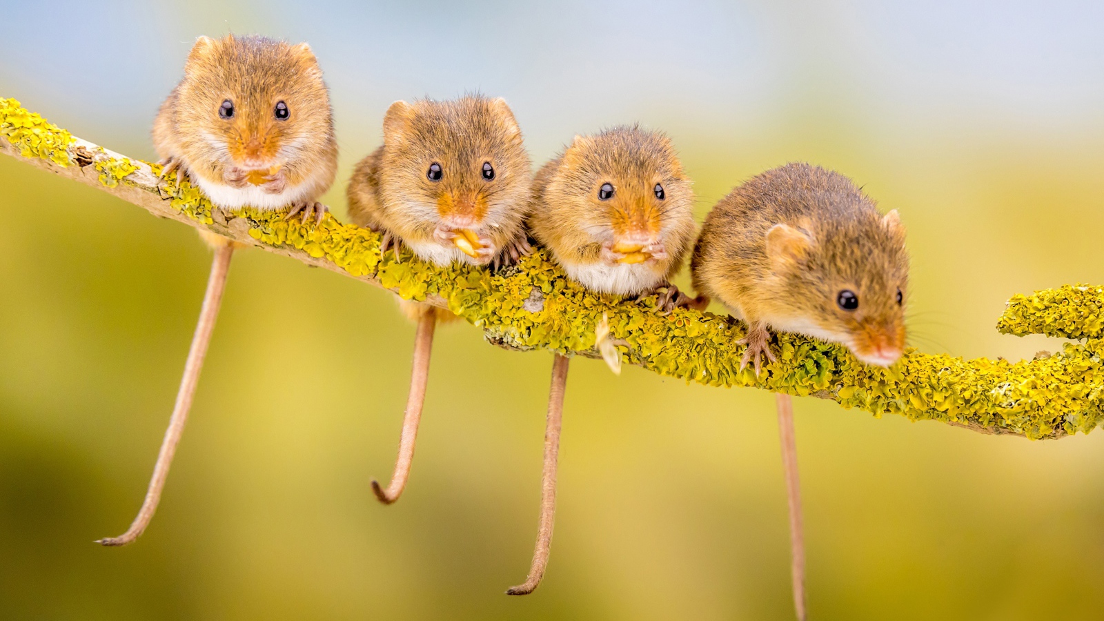Четыре маленькие мышки сидят на ветке