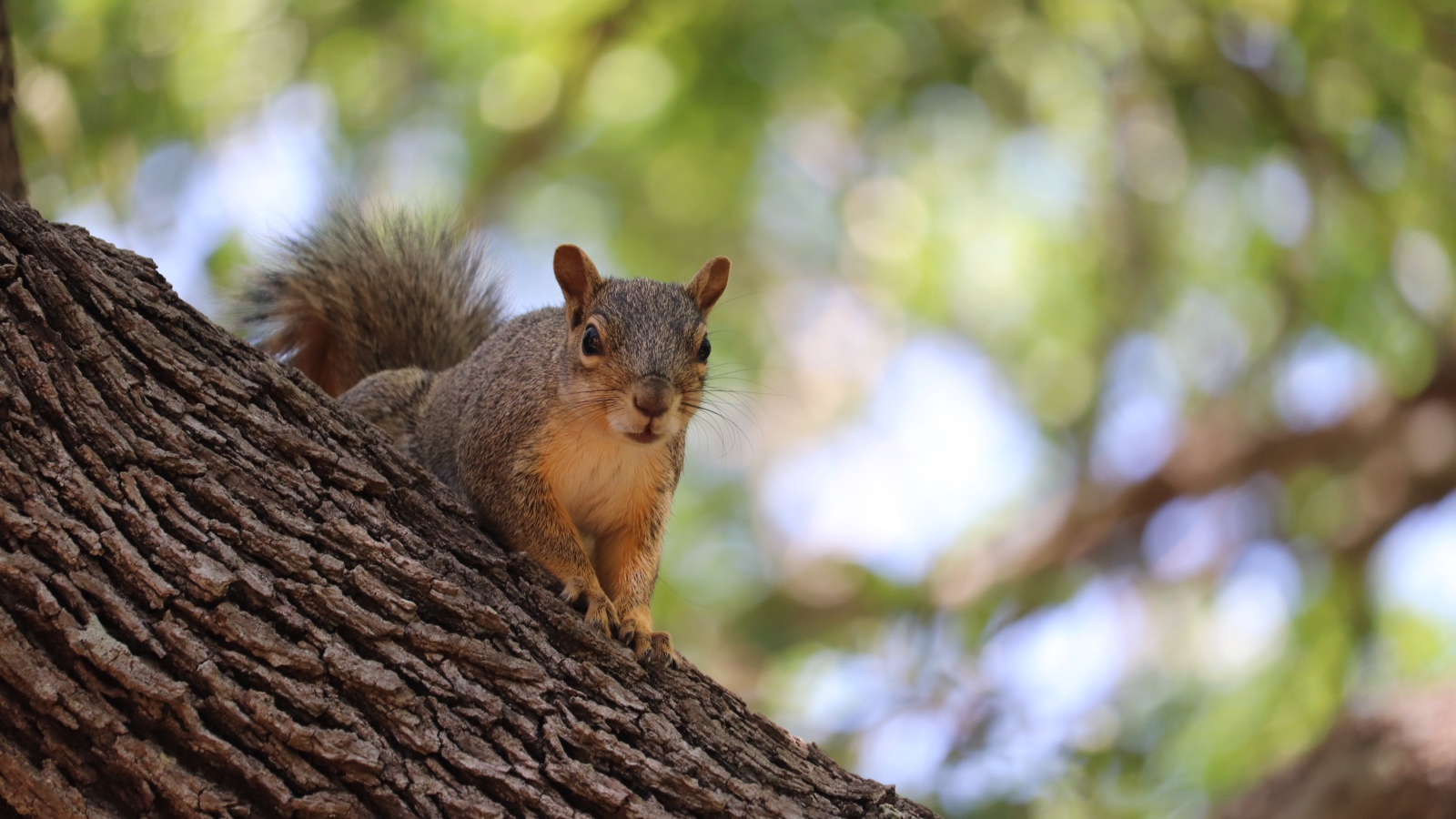 Забавная быстрая рыжая белка сидит на дереве