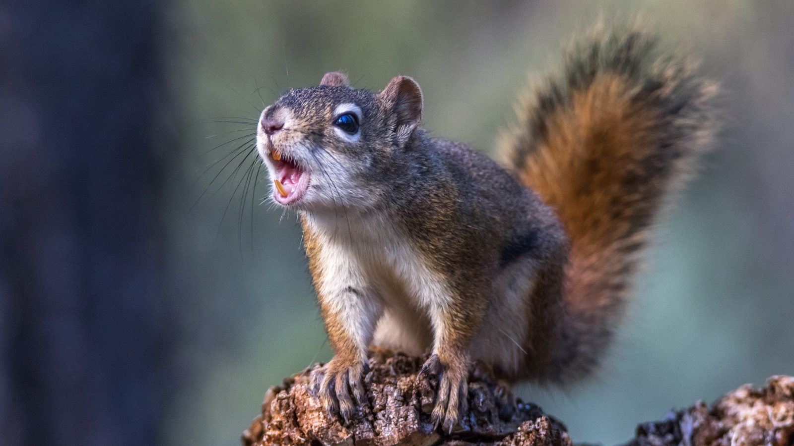 Грозная пушистая белка сидит на камне 