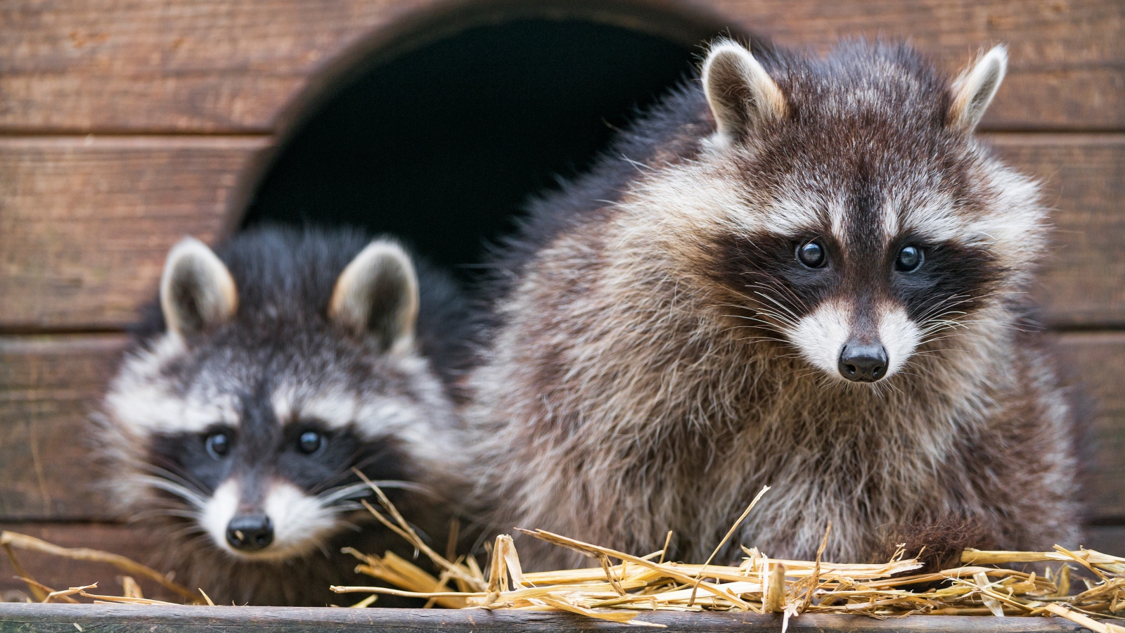 Два енота сидят на сене в домике