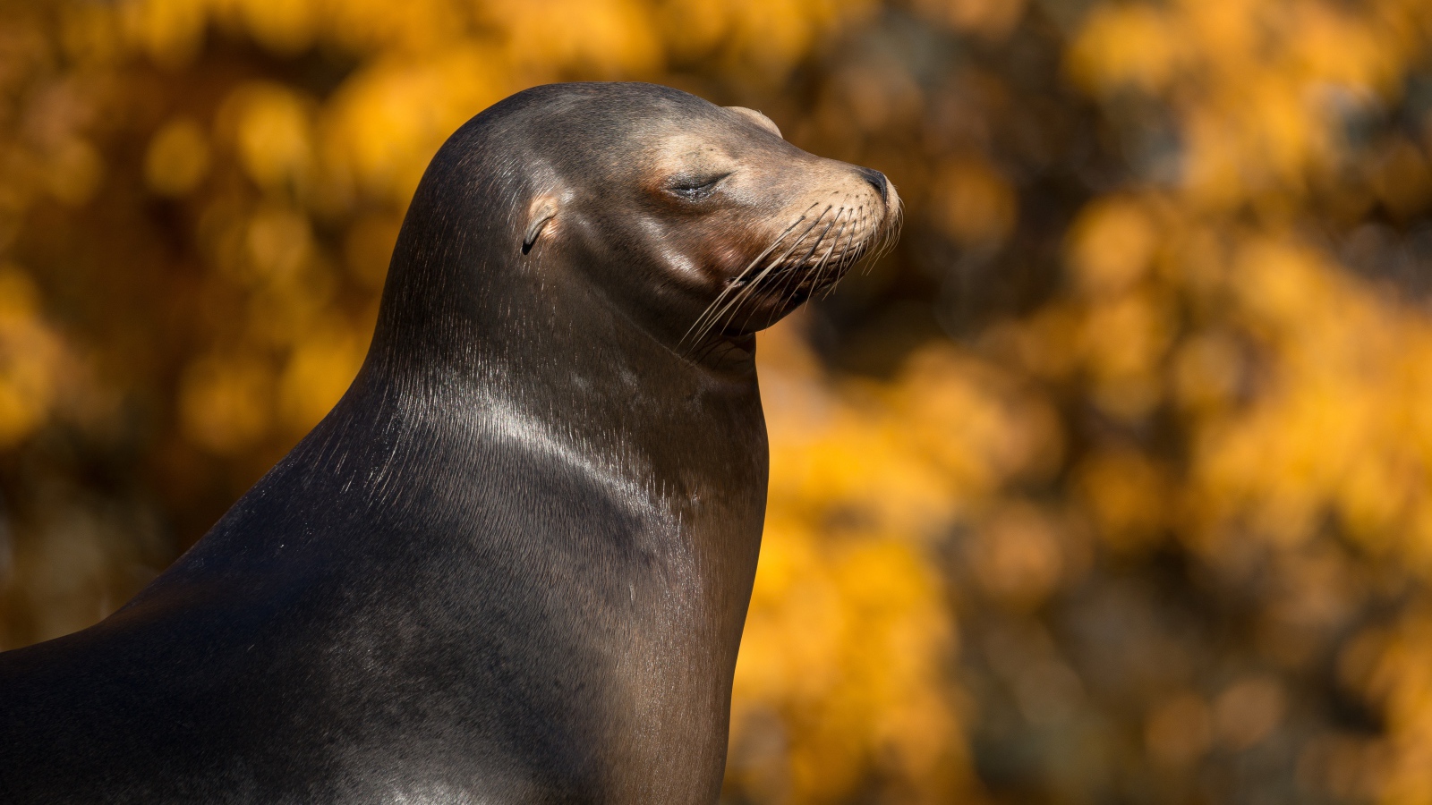 Морской котик с закрытыми глазами греется на солнце