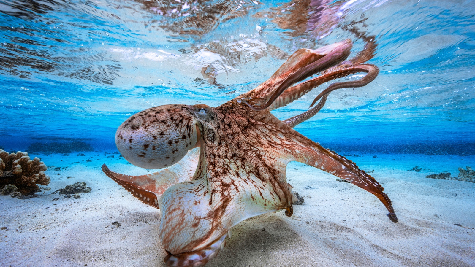 Большой осьминог под водой 