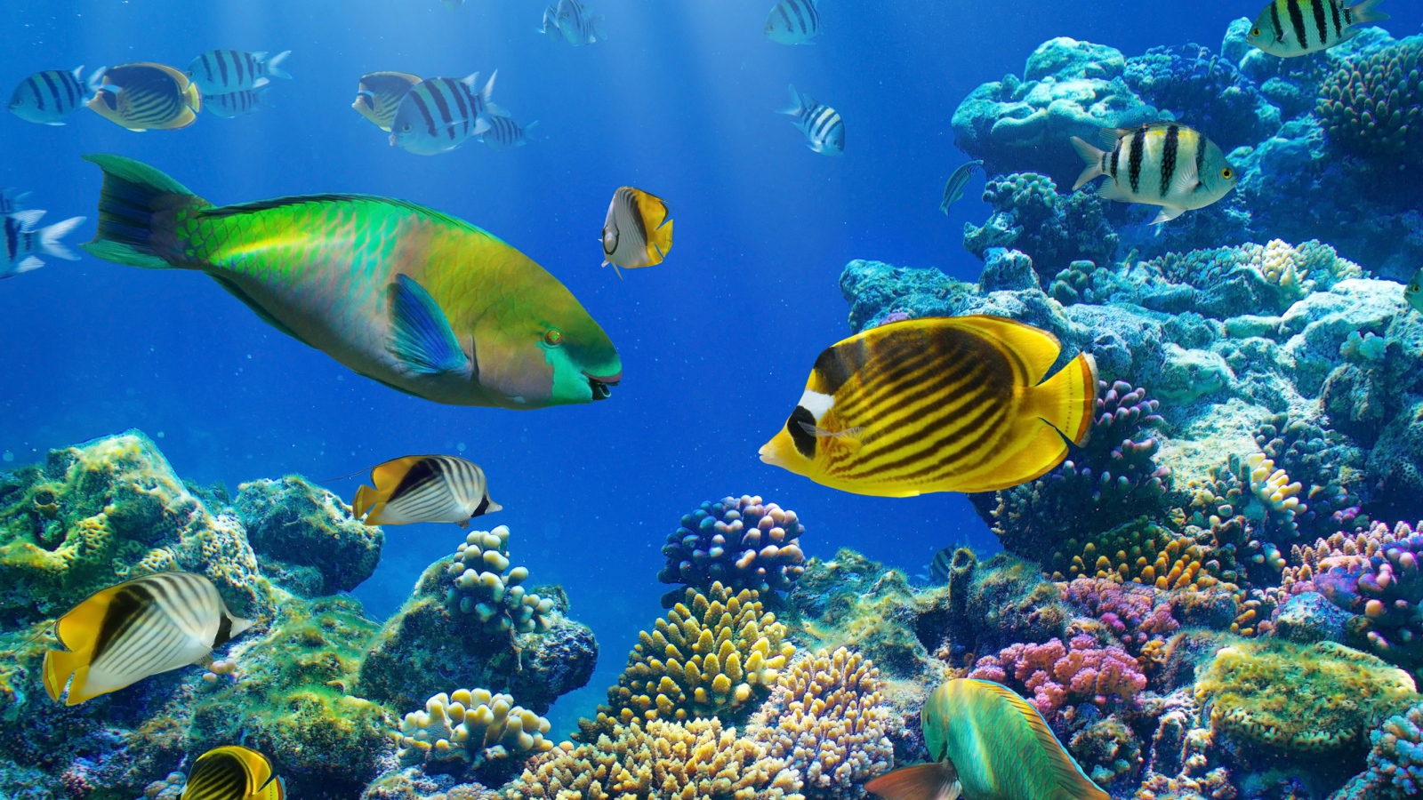Разноцветные рыбы под водой в кораллах 