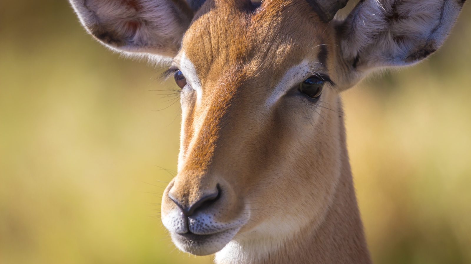 Морда антилопы крупным планом 