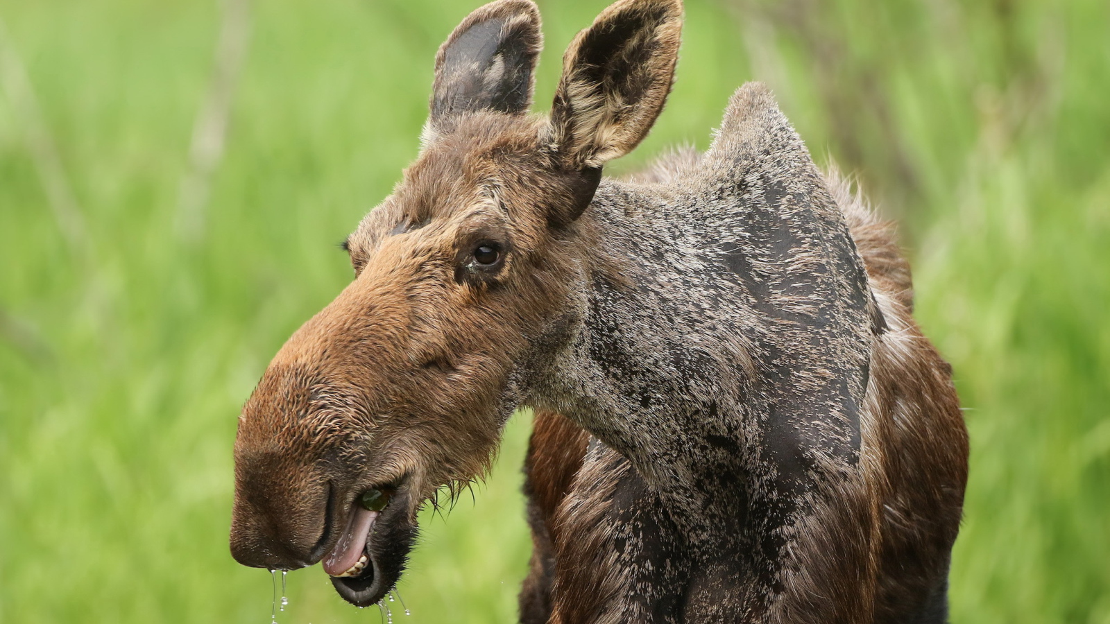 Большой лось у водопоя